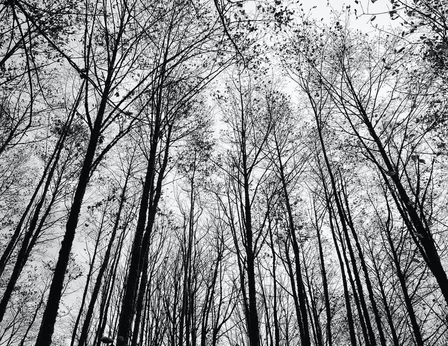 The Family Forest
