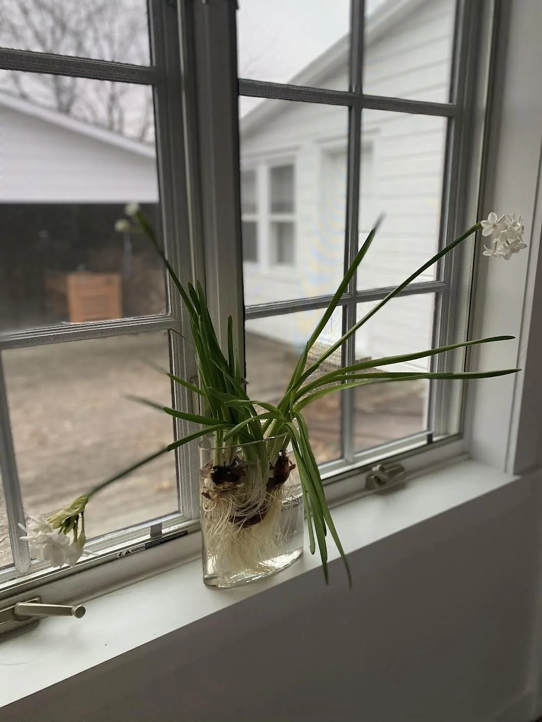 Paperwhites