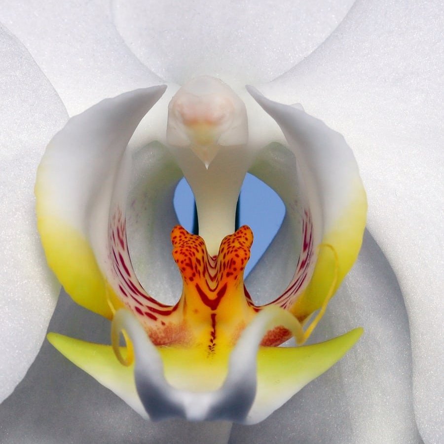 orchid-photo.jpg