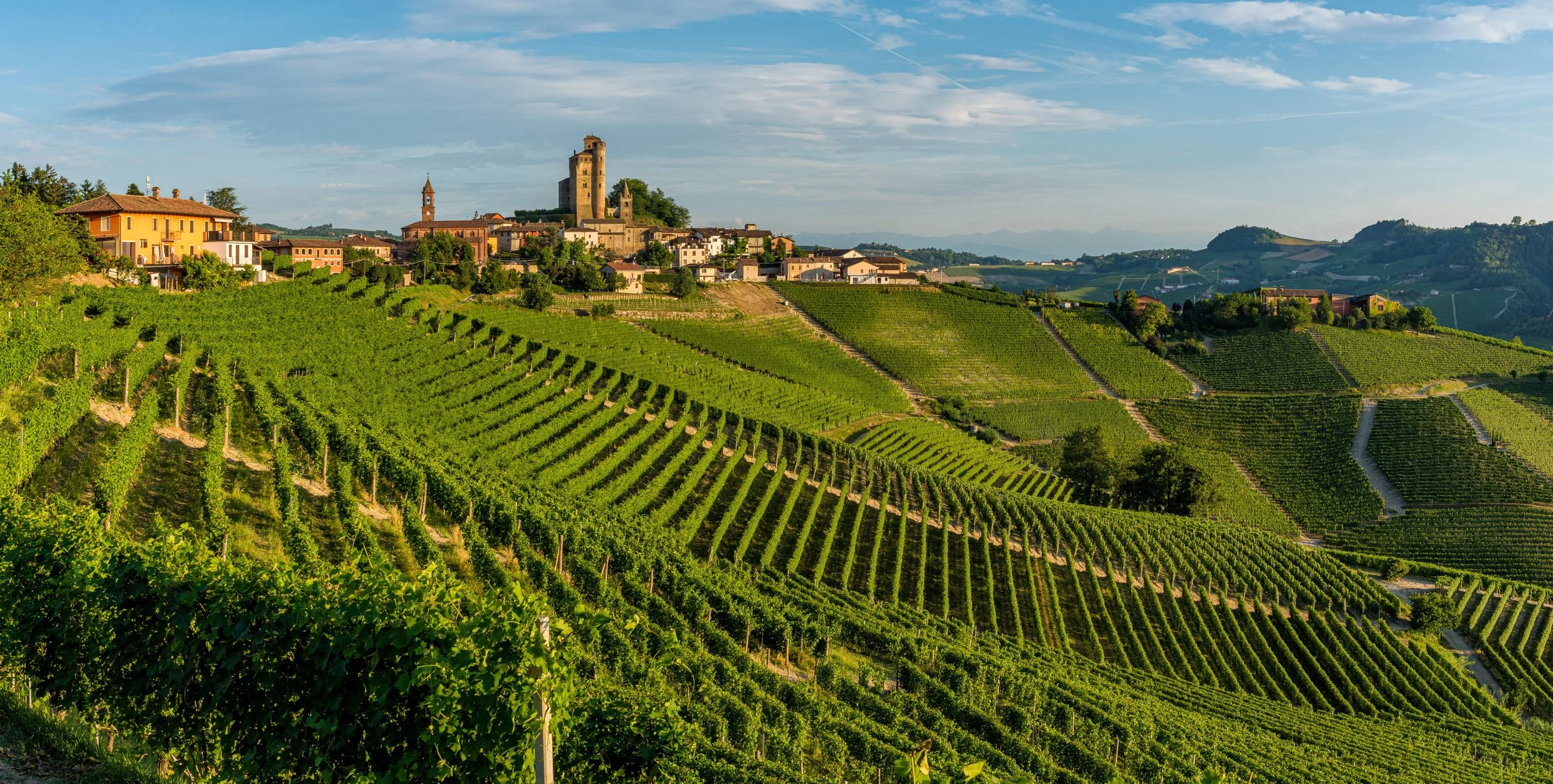From Grape to Grandeur: A Nebbiolo Story