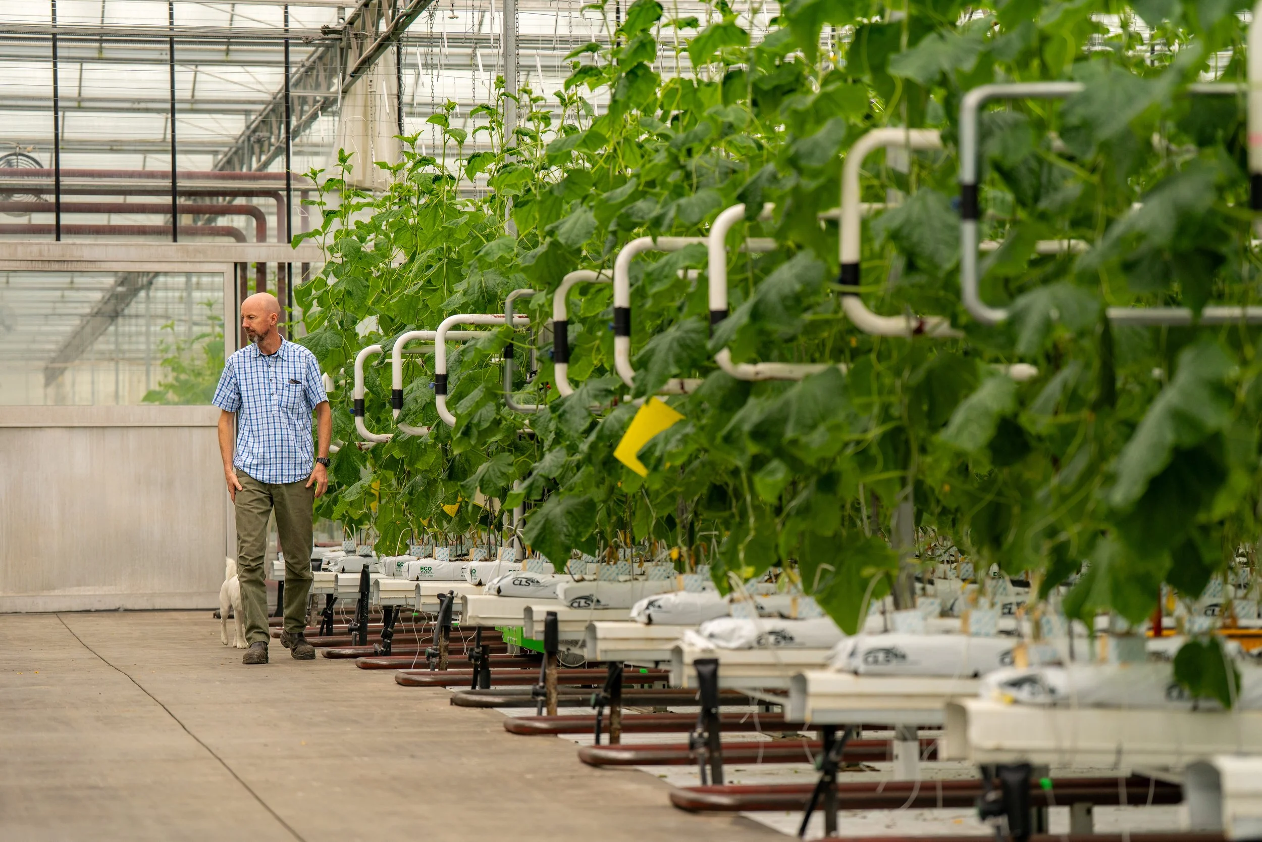 A man with a bald head wearing a blue checkered shirt and khaki pants walking past rows of cucumber plants in a greenhouse.