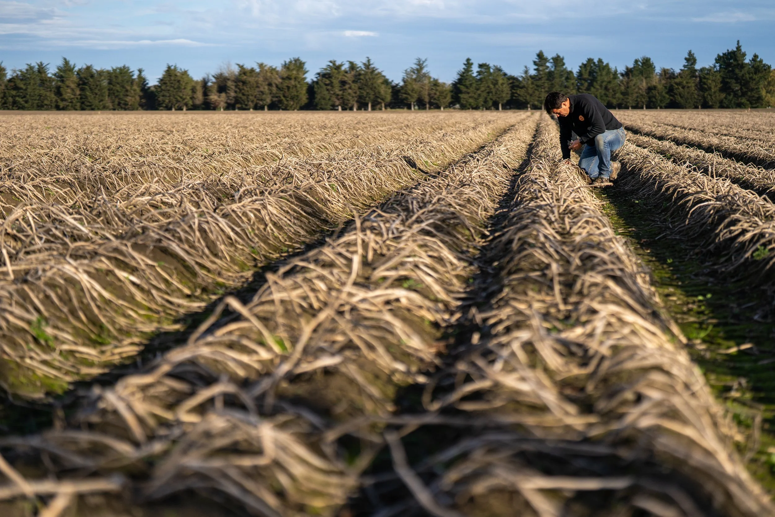 Person inspecting dried cornfield rows during daytime with trees and blue sky in background.