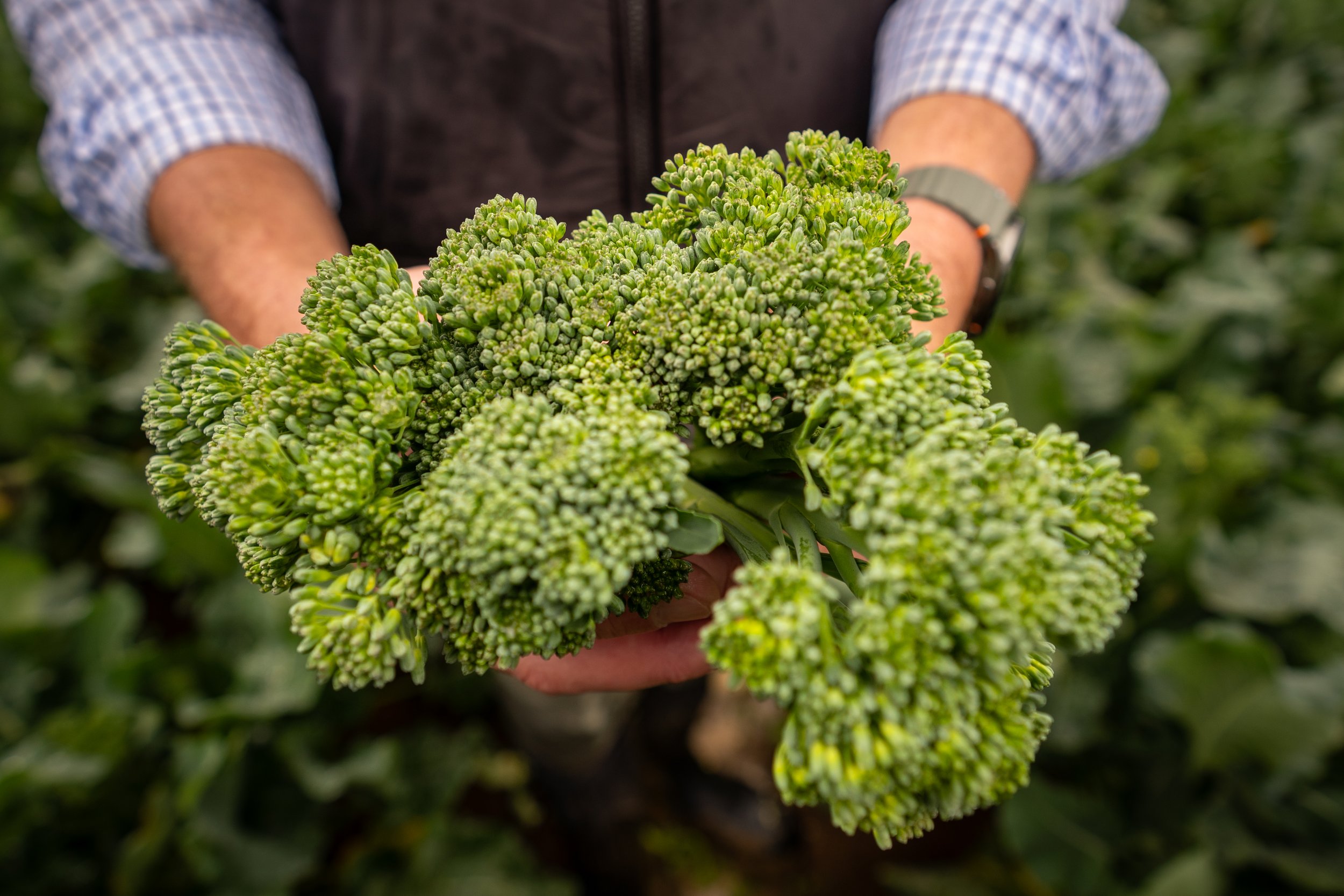 Person holding a large bunch of fresh green broccoli in a garden or farm setting.