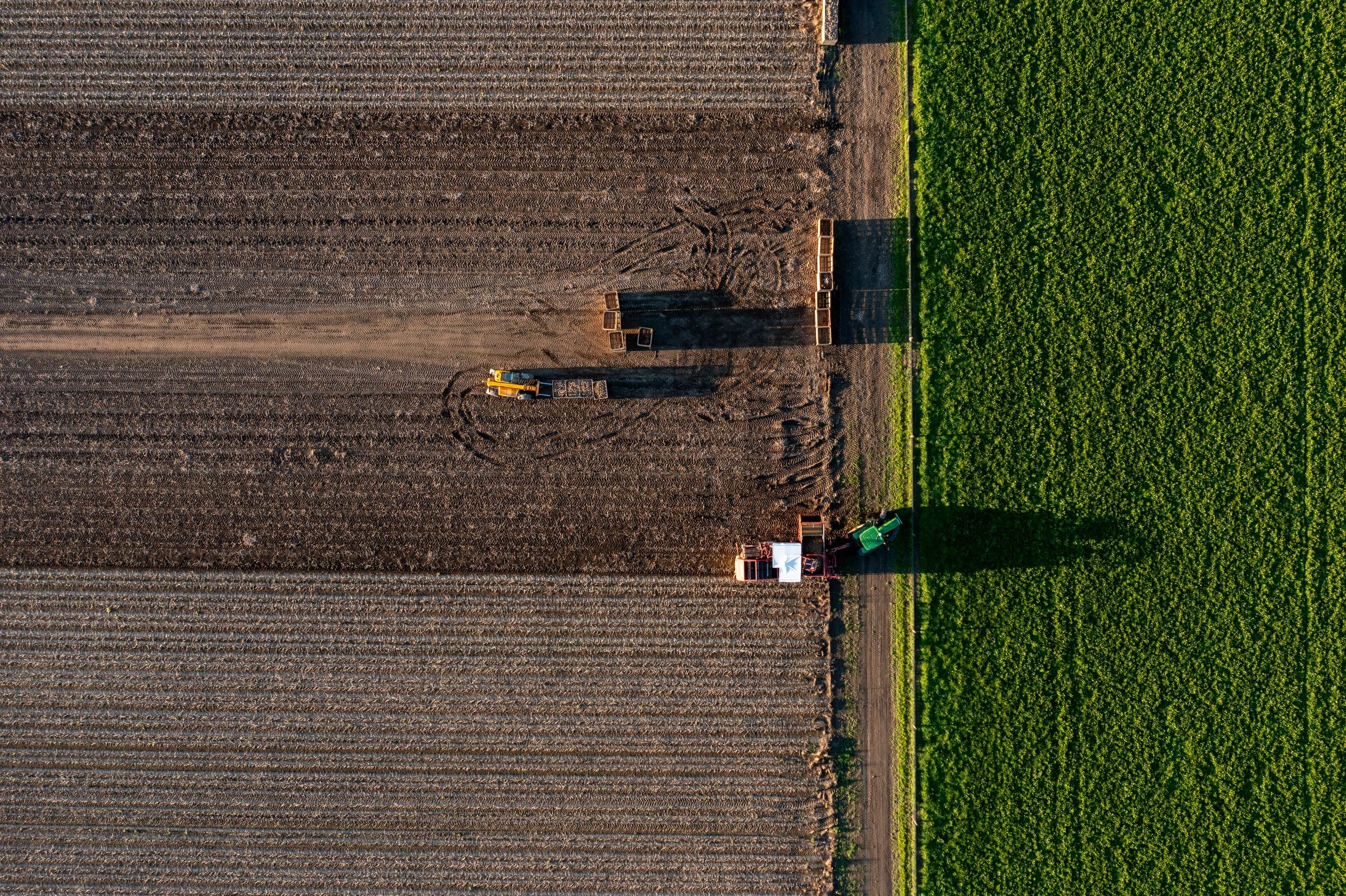 Aerial view of a farm field with a tractor and harvesters working on the crops, separated by a dirt path from a vibrant green section of the field.