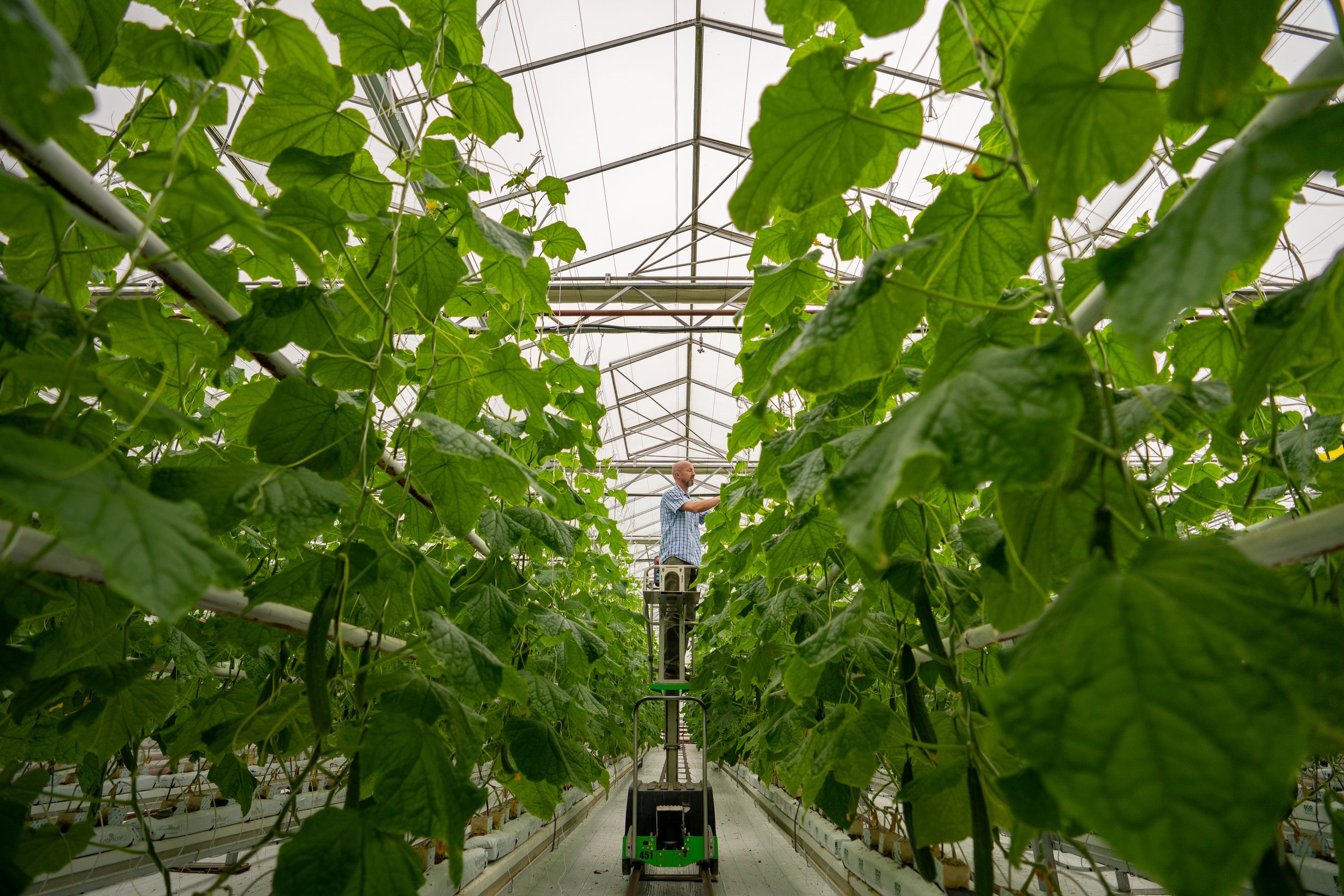 A person working on a ladder inside a greenhouse surrounded by tall green plants.