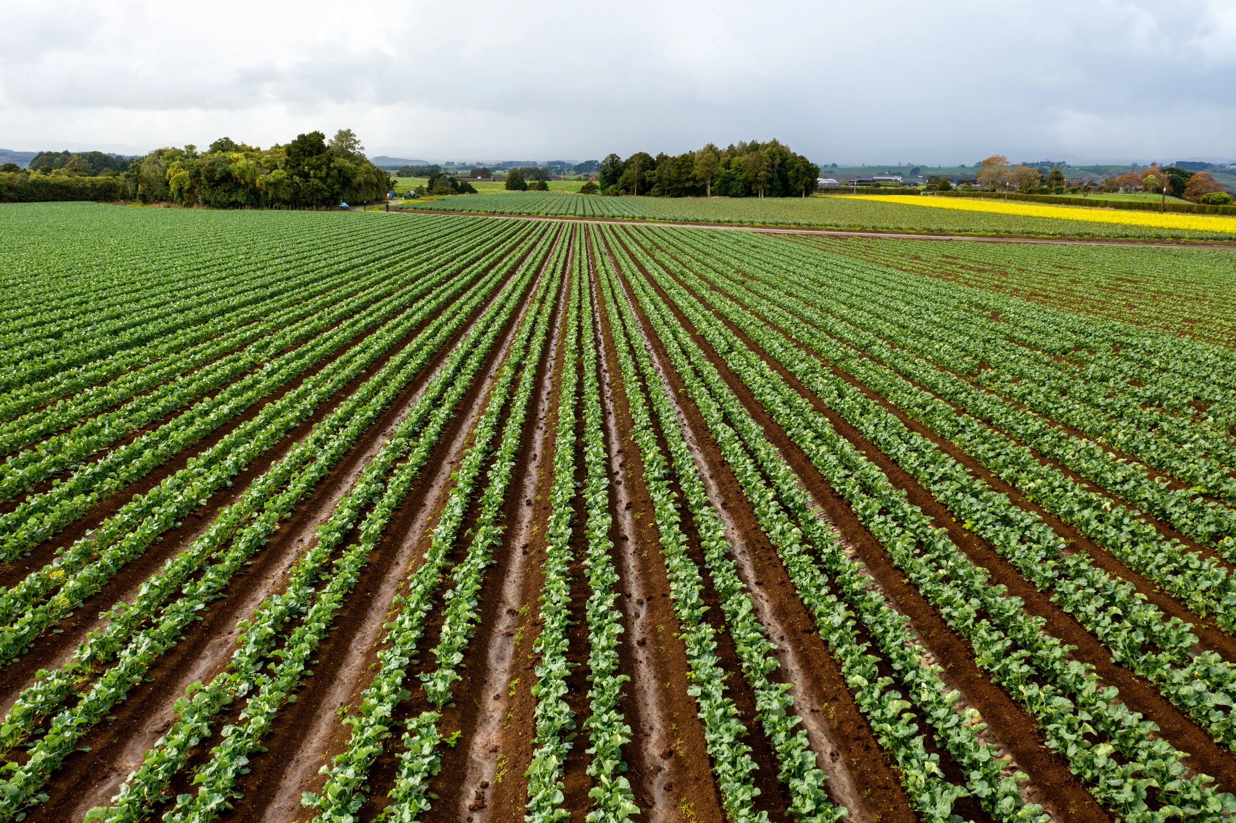 A vast farm field with rows of green crops under a cloudy sky, extending into the distance with trees and hills on the horizon.
