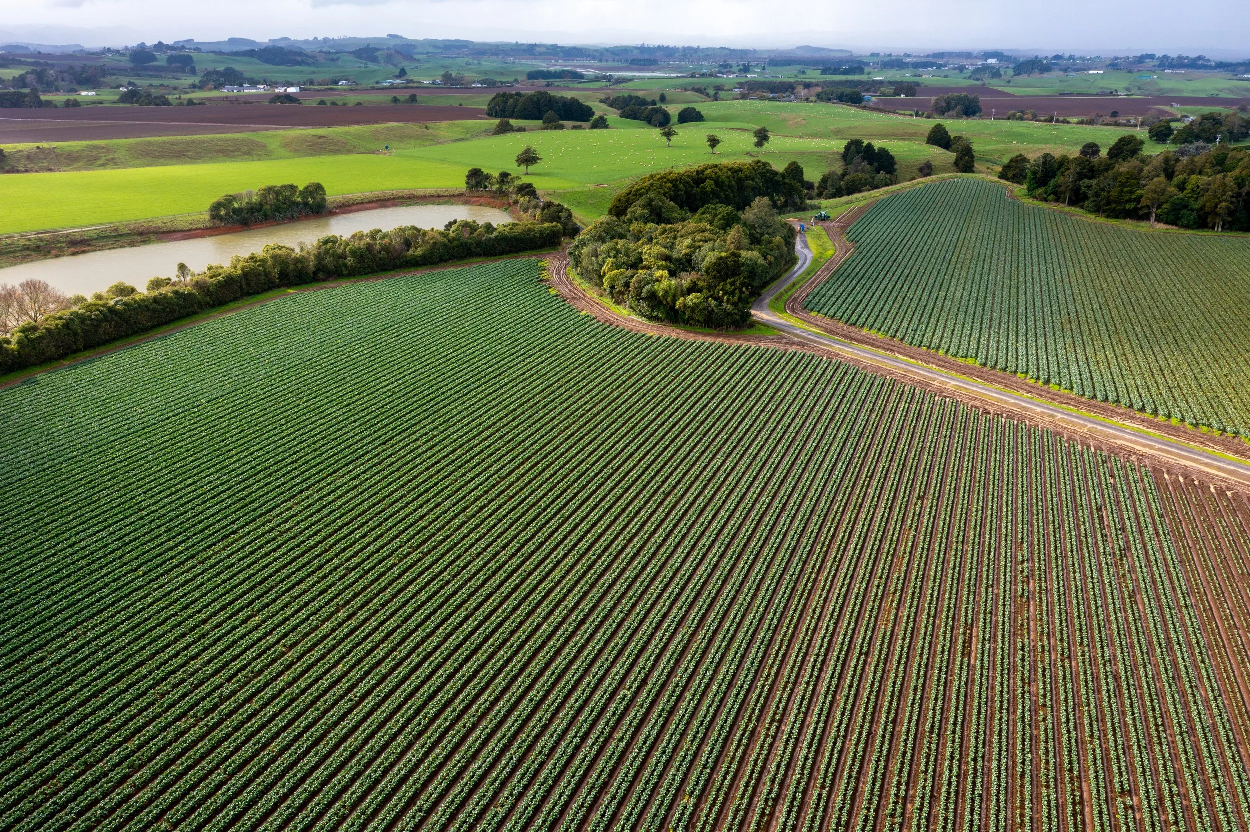 Aerial view of green farmland with rows of crops, a pond, and a winding dirt road among trees in a rural landscape.