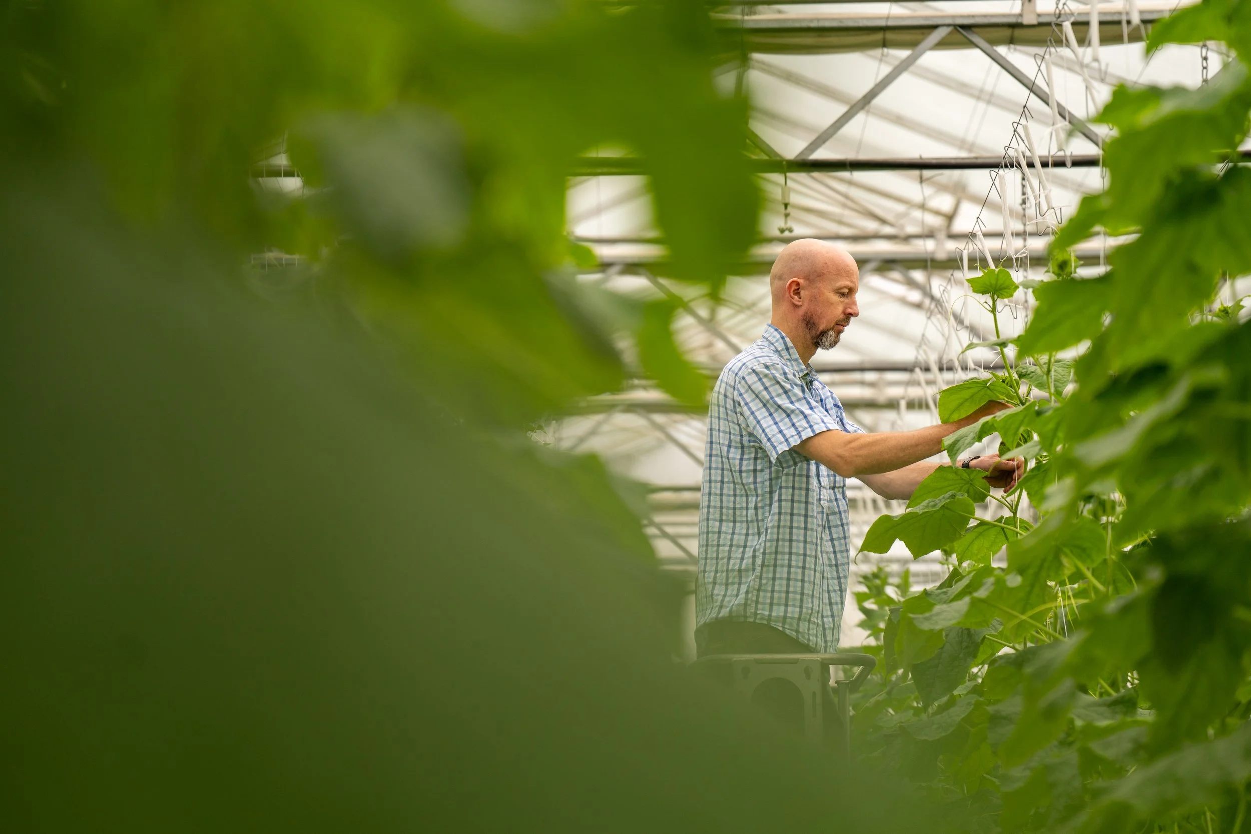 A man inspecting plants in a greenhouse surrounded by green foliage.
