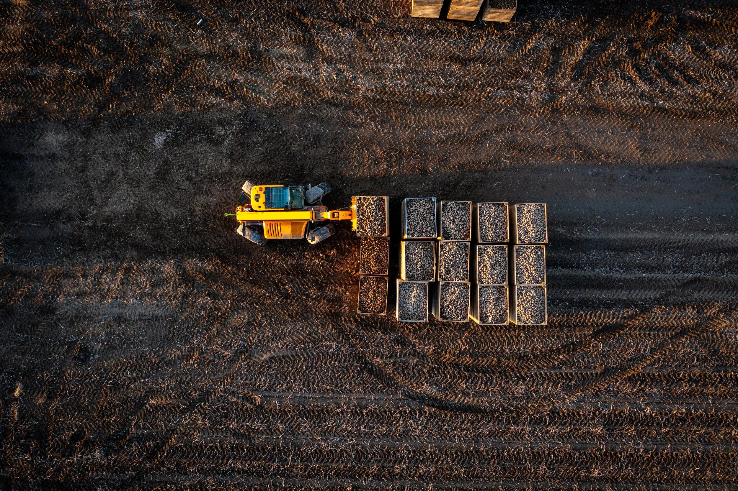 An aerial view of a yellow tractor pulling twelve metal containers filled with produce across a dark, textured field at sunset.