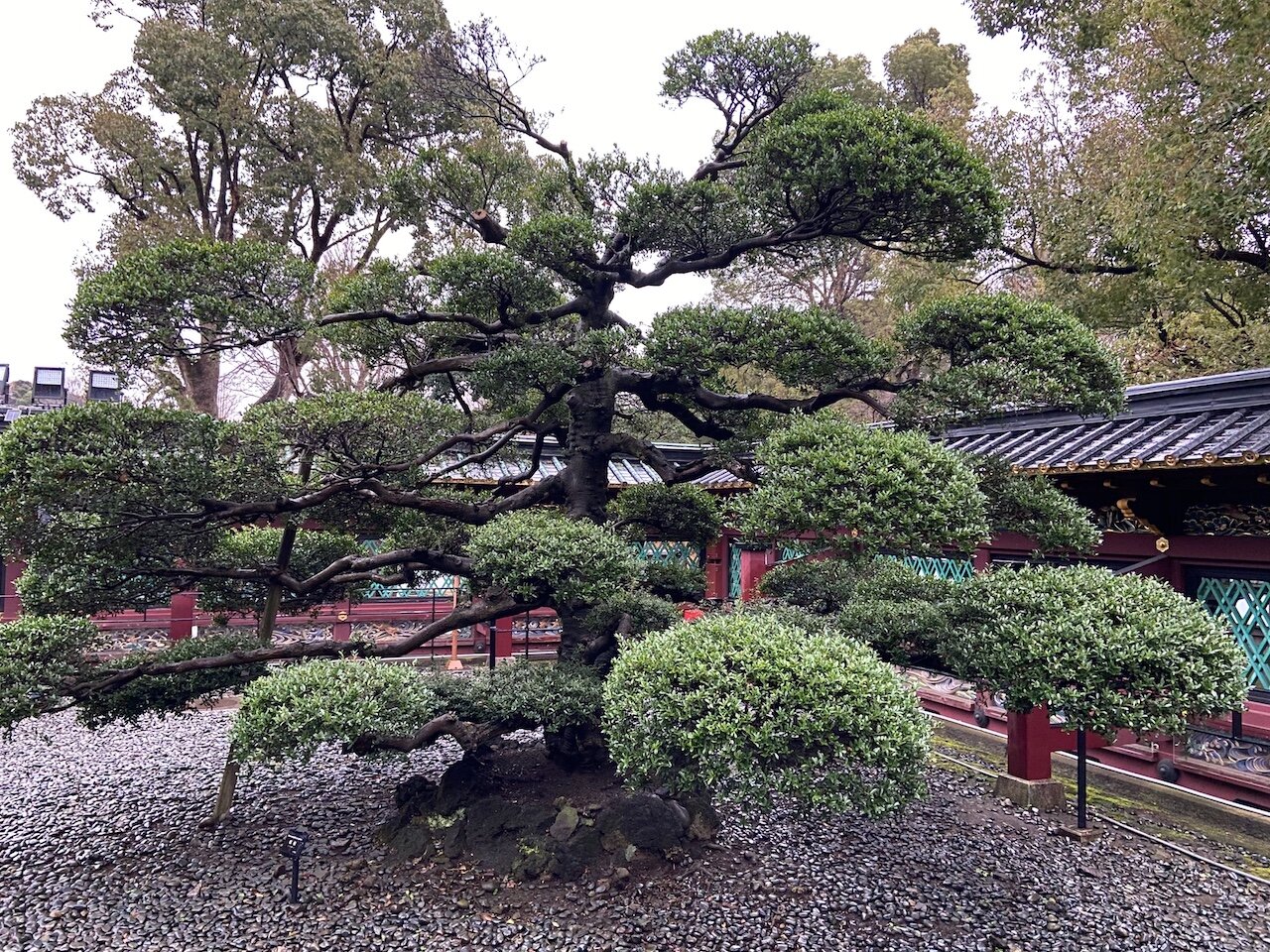 sculptured tree by temple.jpeg