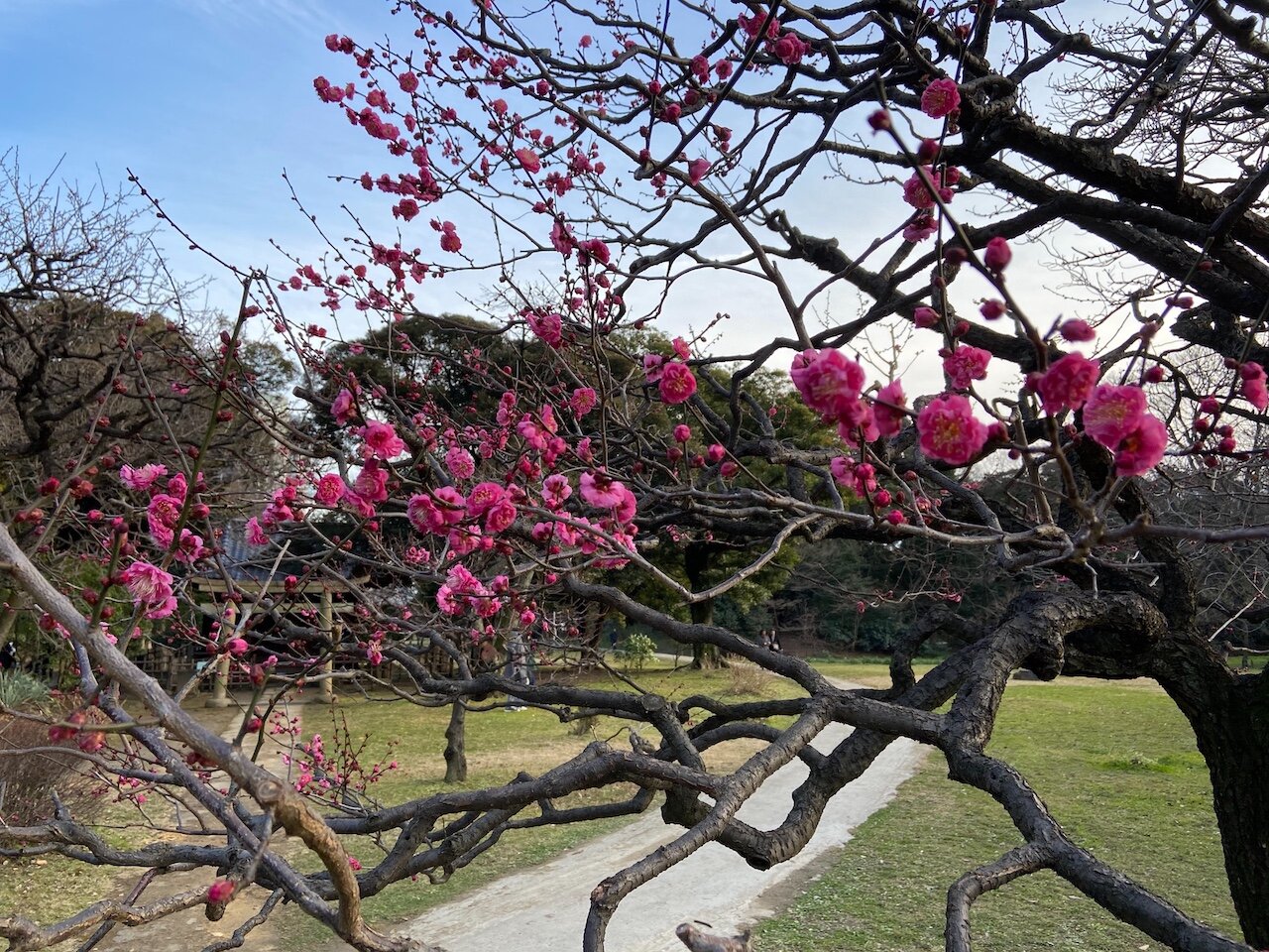 Blossoms Himariku Gardens.jpeg