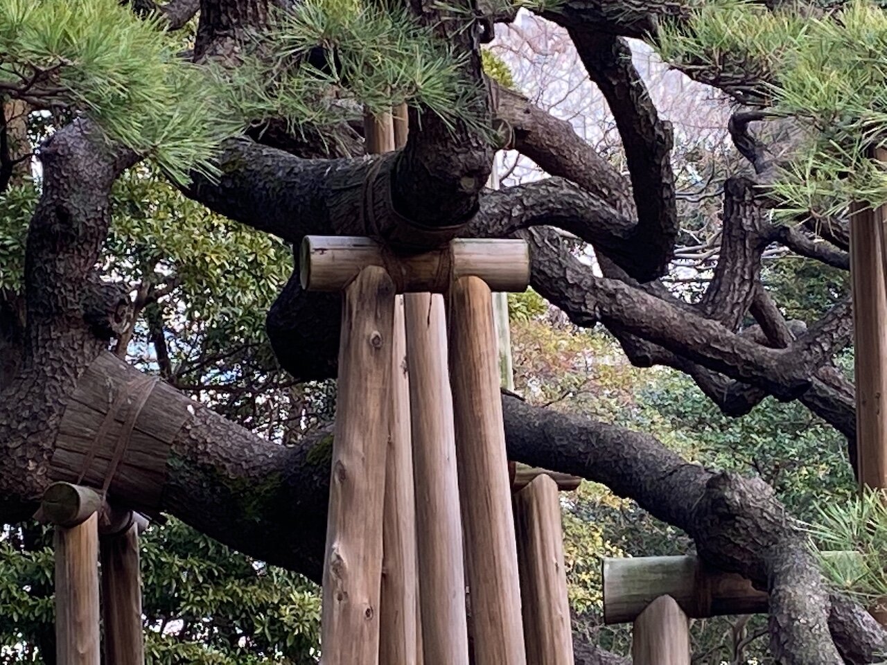 Strong supports for 300 year old pine branches.jpeg