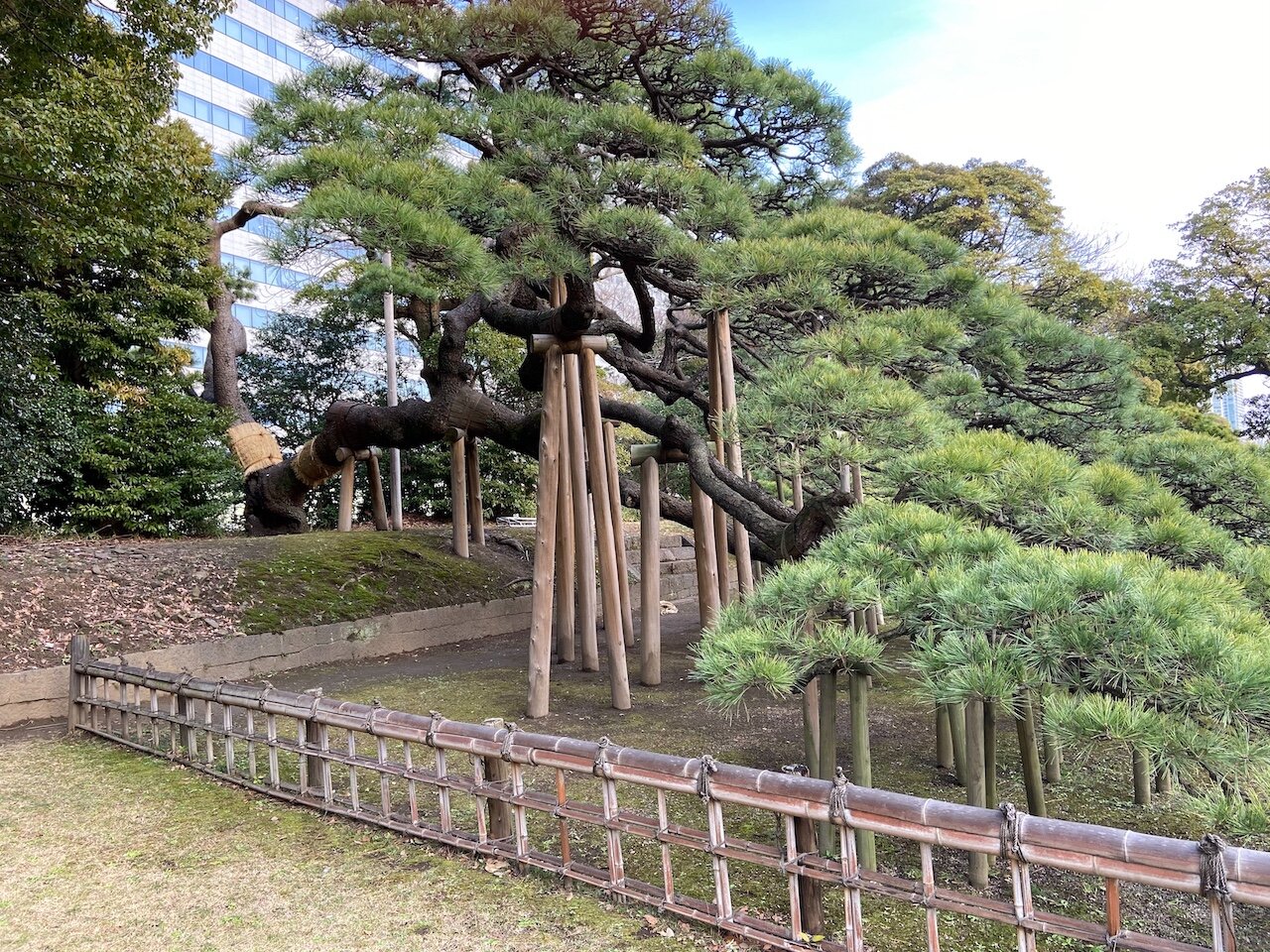 Bamboo supports and fence around the pine.jpeg