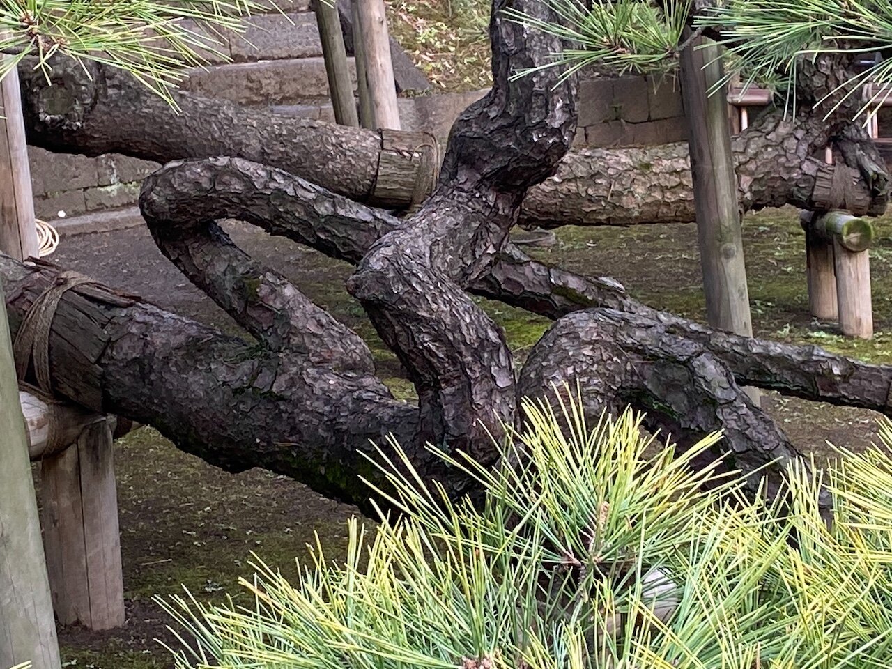 branches of 300 year old pine in Tokyo.jpeg