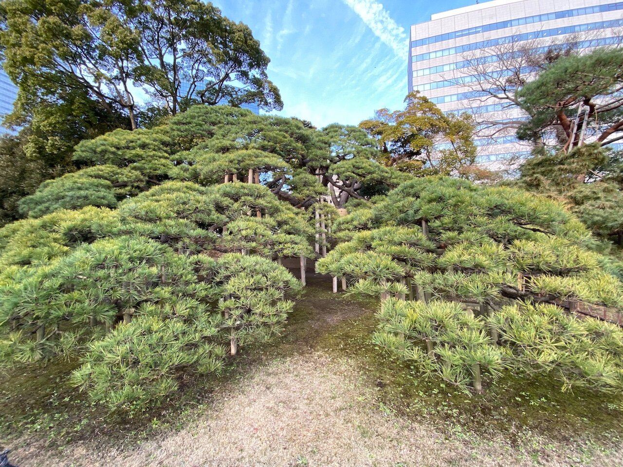 300 year old pine in Tokyo.jpeg