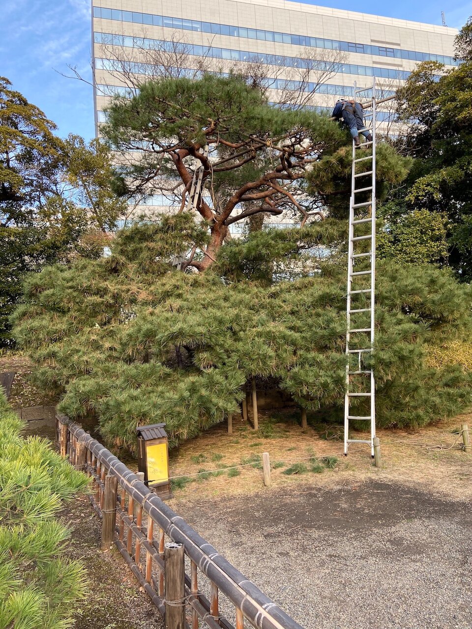 ladder with gardener on old pine in Japan .jpeg