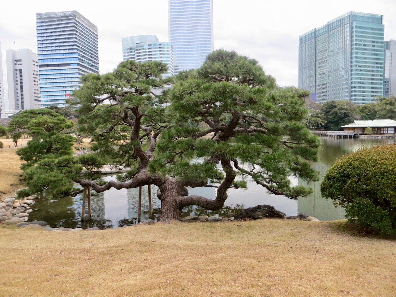 old pine with Tokyo in the background Hama Rikyu gardens.jpg