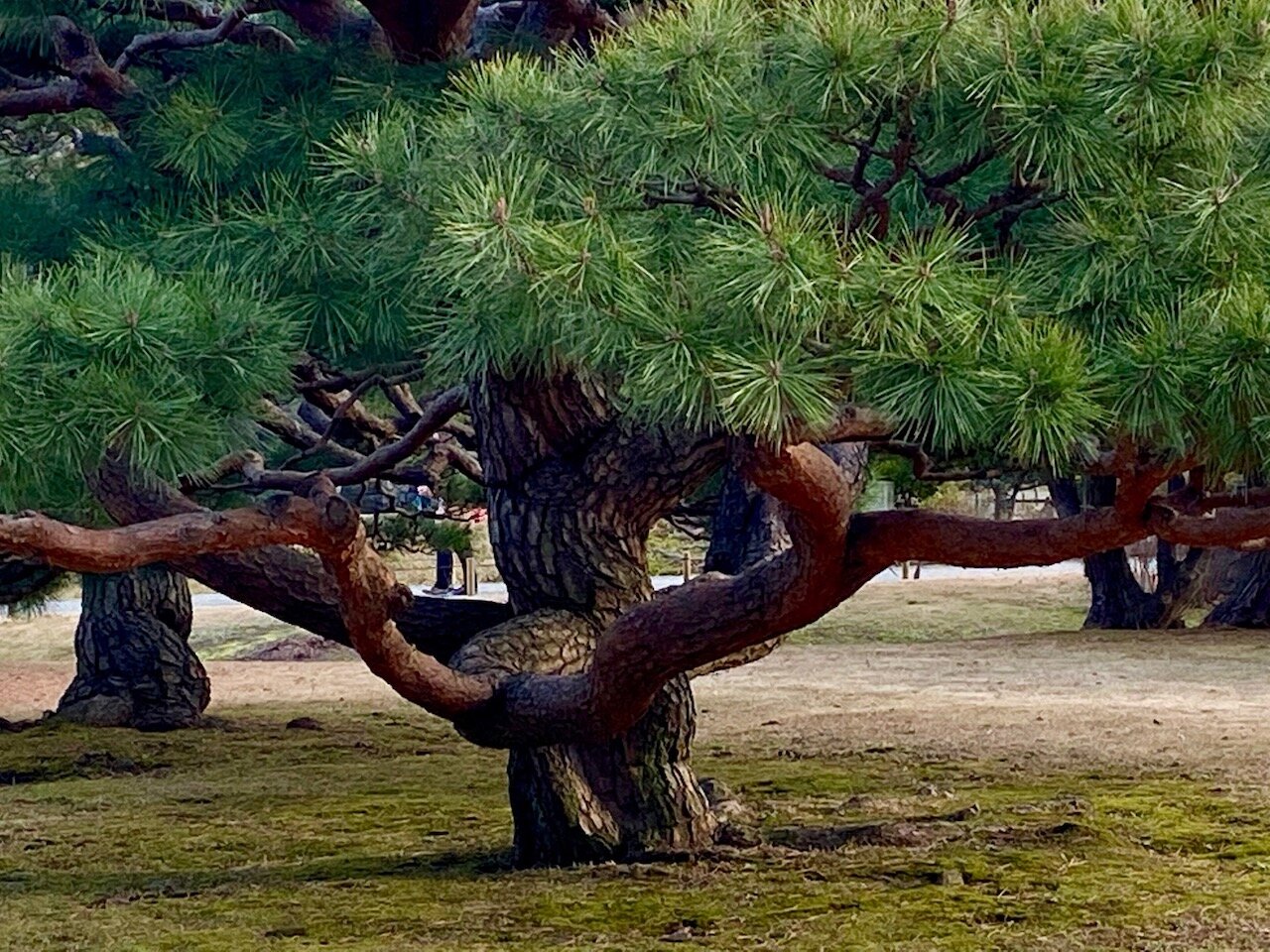 sculptured pine in Hama Rikyu garden Tokyo IMG_7706.jpg