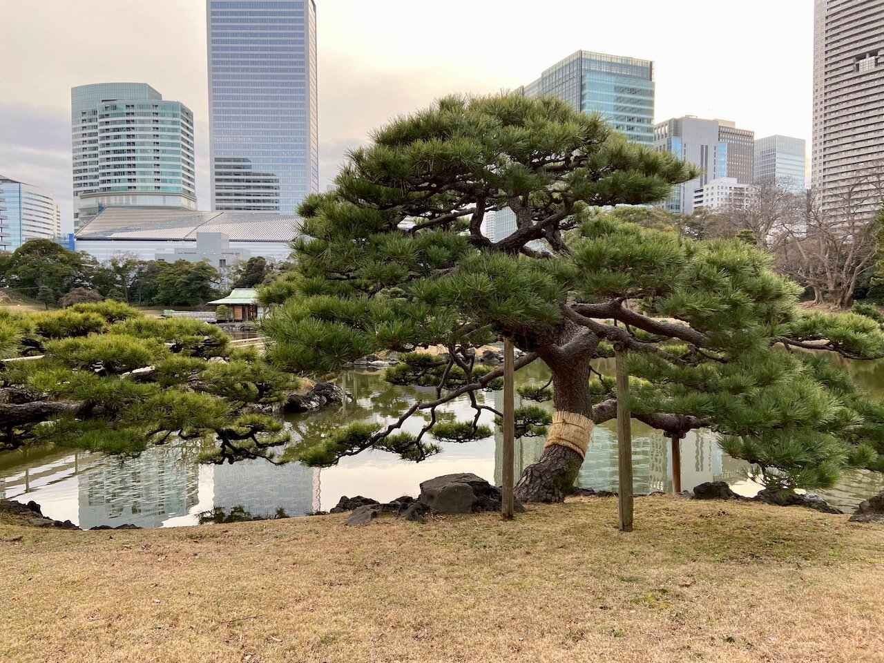sculptured pine with bamboo supports in Hama Rikyu garden Tokyo IMG_7714.jpg