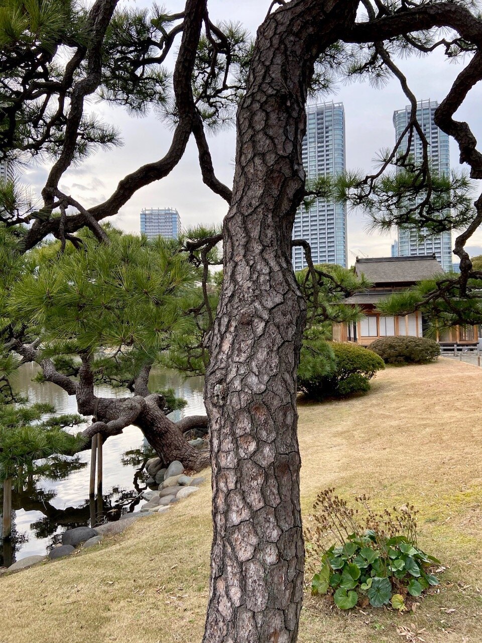 tall pine with buildings in Hama Rikyu garden Tokyo 2 .jpg