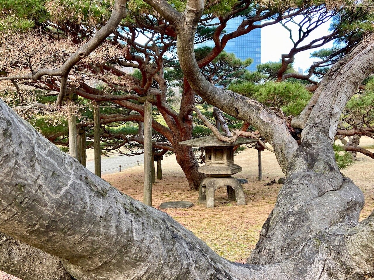 trees and stone lantern in Hama Rikyu garden Tokyo IMG_7710.jpg