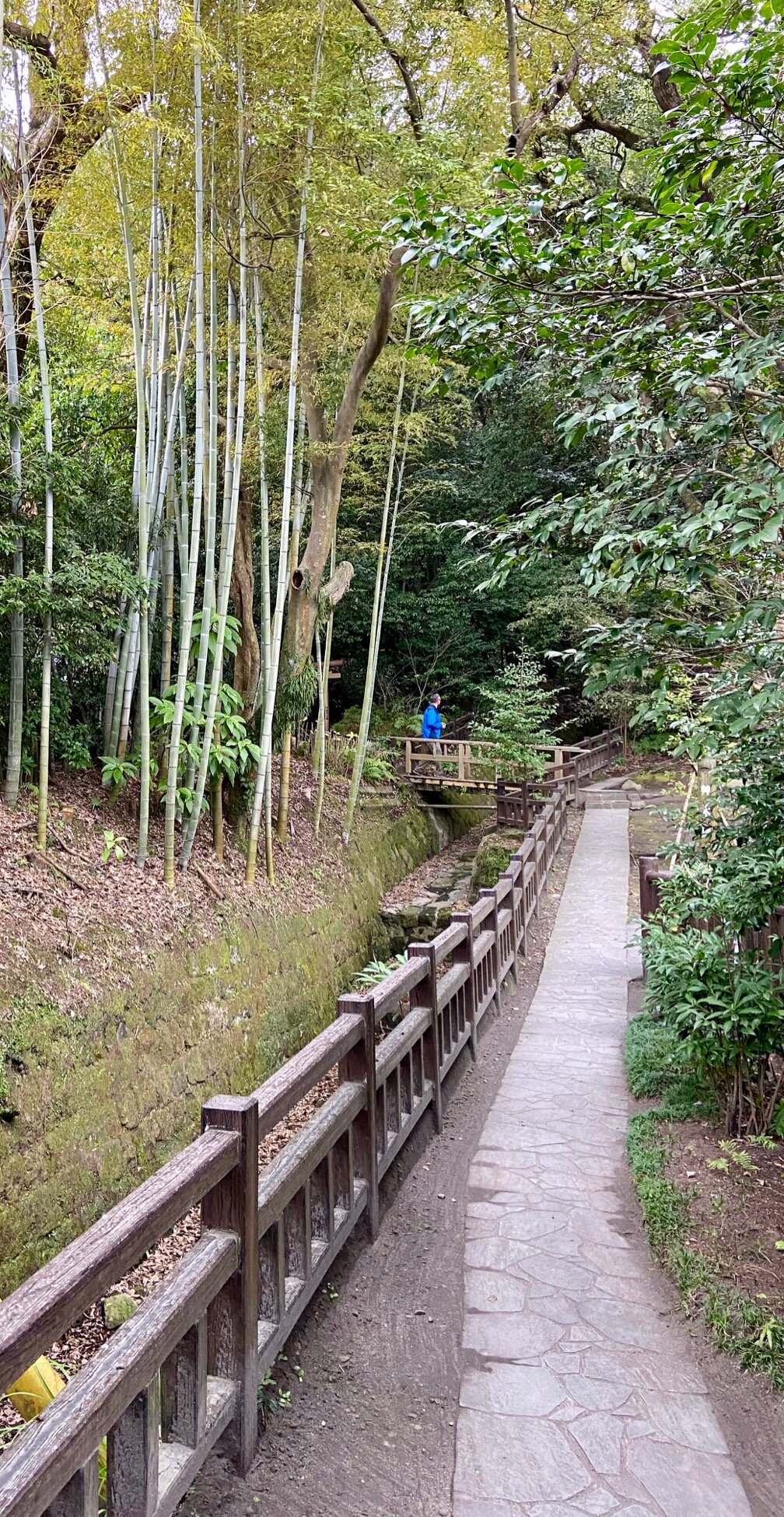 Terukuni Shrine in Kagoshima bamboo grove.jpg