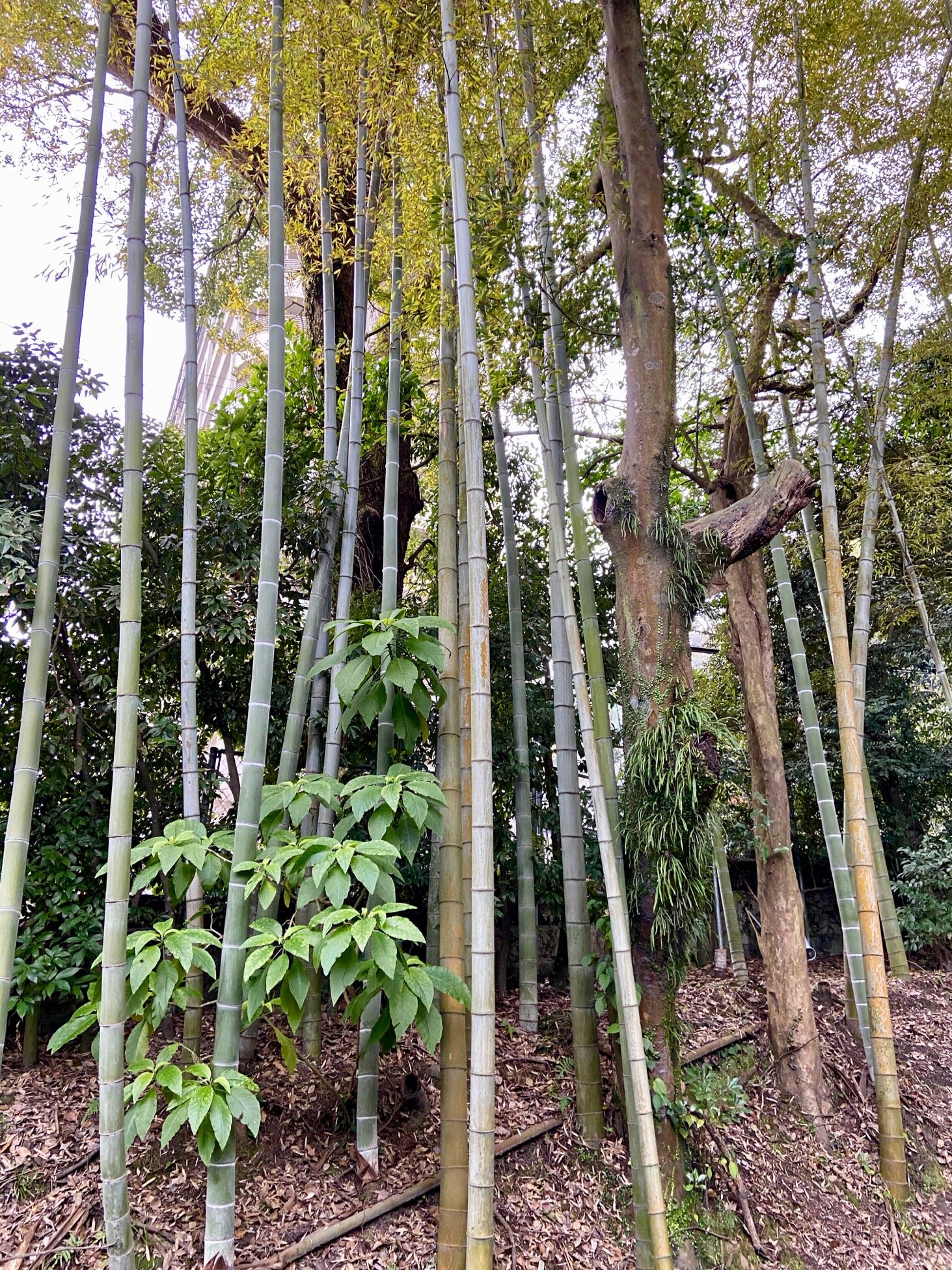 Terukuni Shrine in Kagoshima bamboo grove close up.jpg