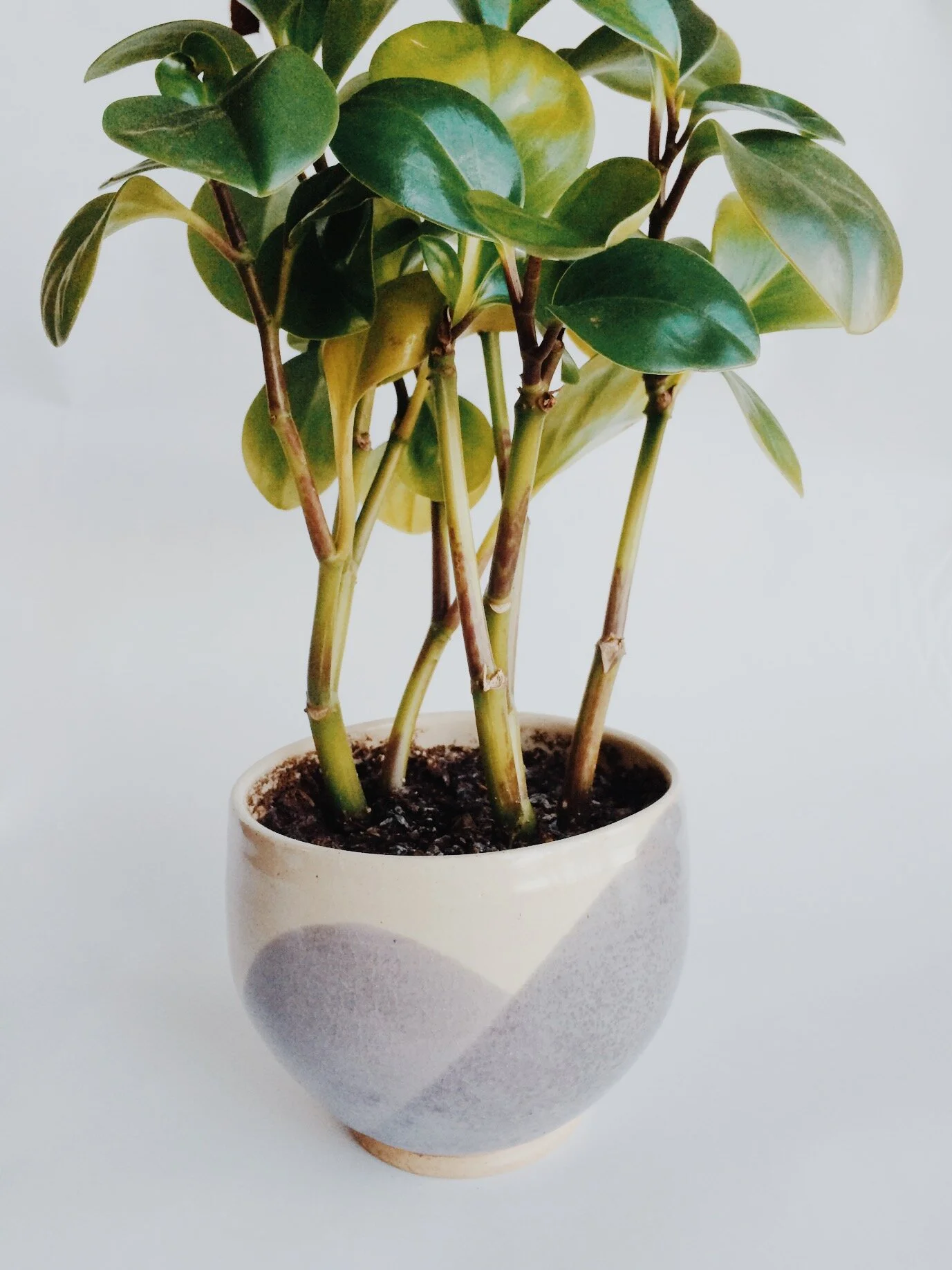 purple dip planter