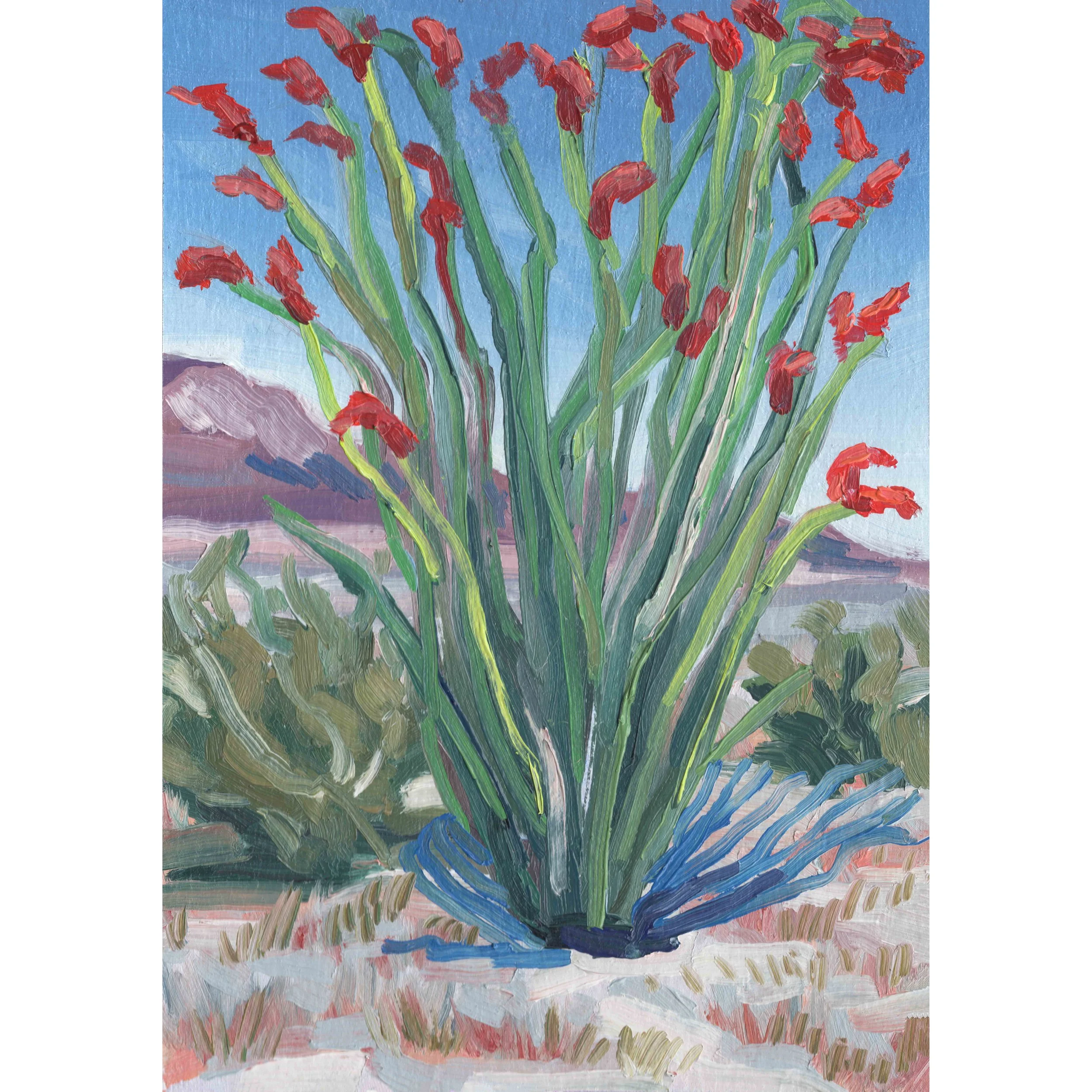Ocotillo in Bloom