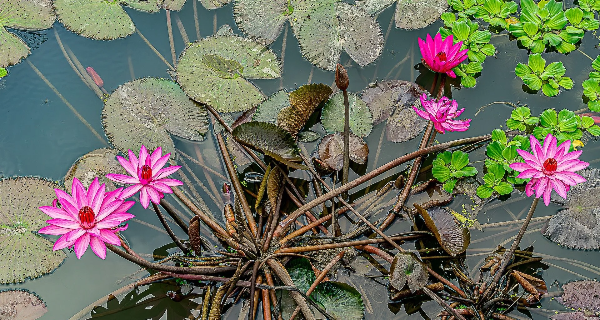 Pink propical water lily 