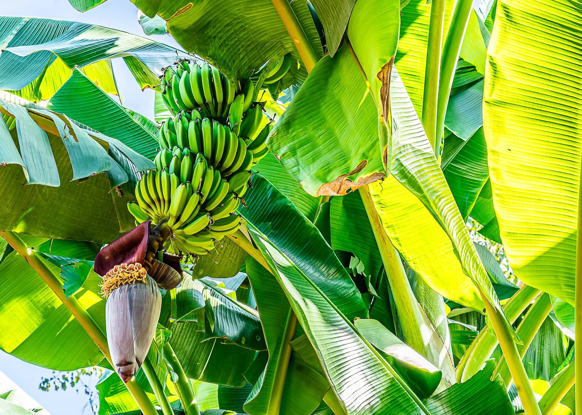  Bananas getting ready for harvest 
