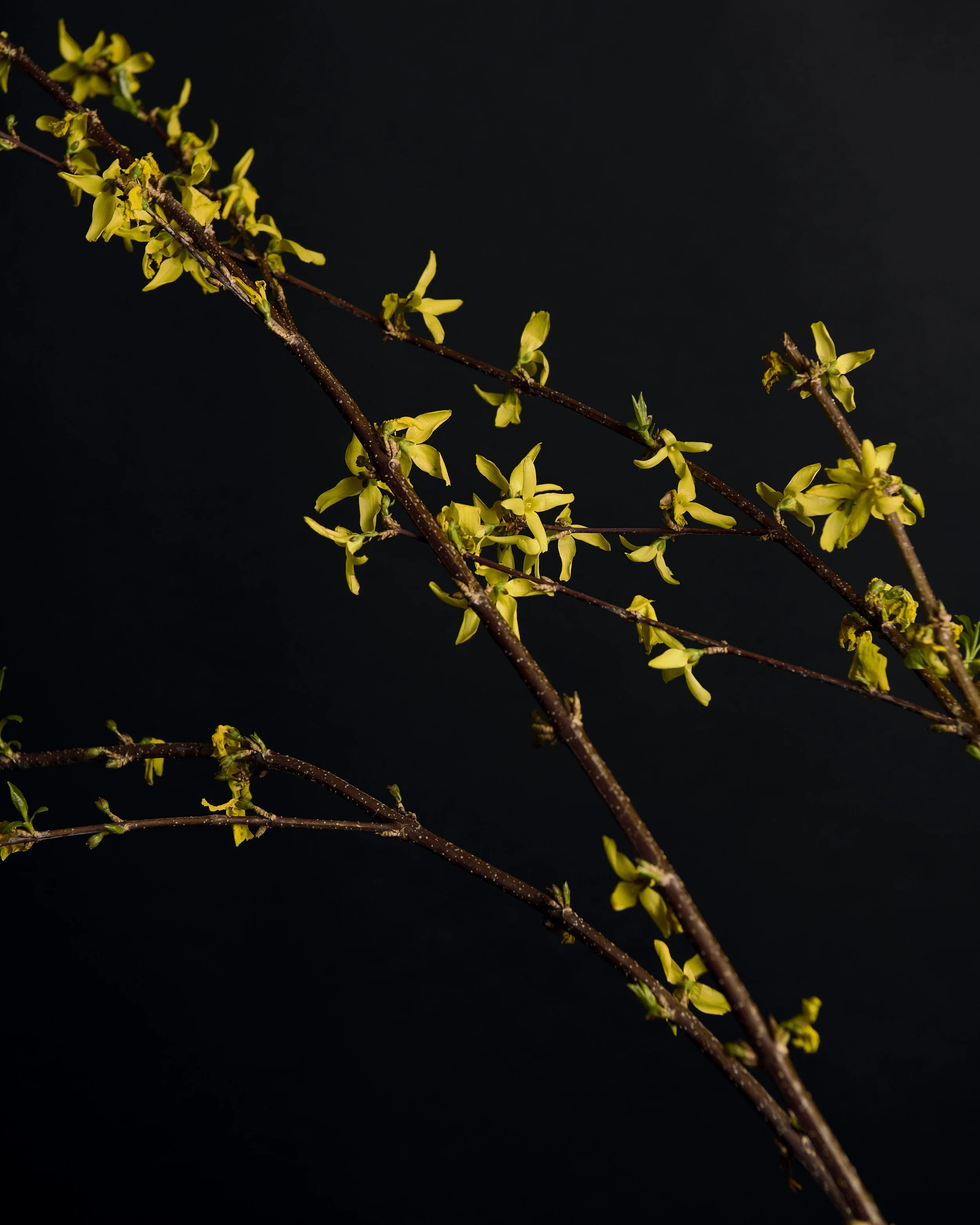 _DSC6629 1.jpg