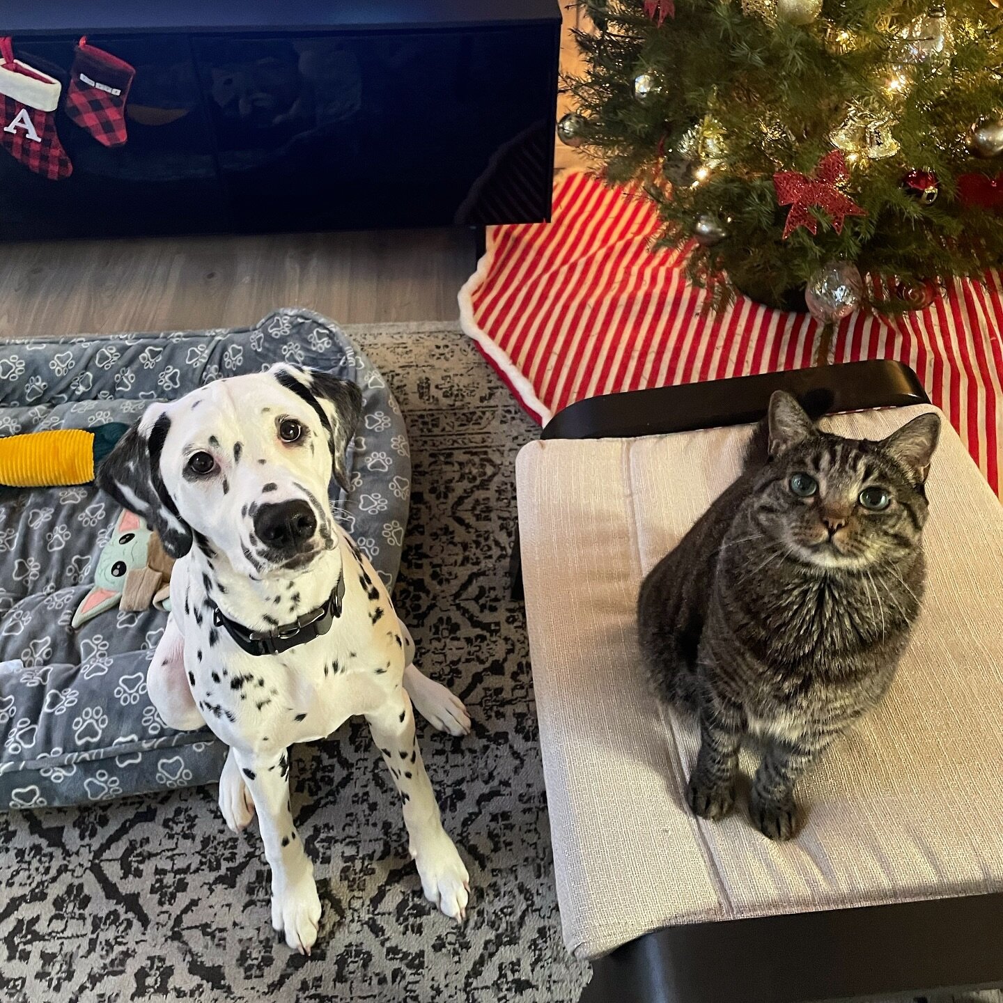 Happy to announce that these two made it onto Santa&rsquo;s Nice List this year! 🎄 🎁 🥰🥰
📸: @gisa_ea 
#catsanddogs #puppy #dalmatianpuppy #catsofinstagram #dogandcat