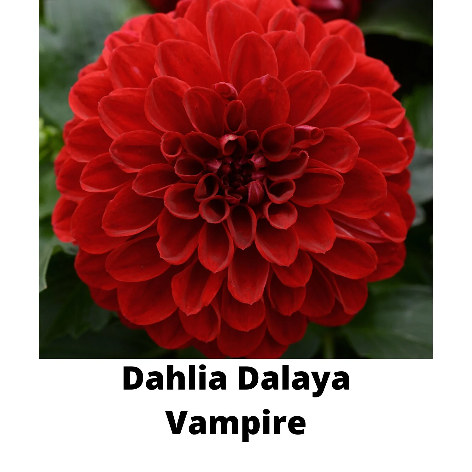 Dahlia_Dalaya_Purple_White_Bloom_25450.JPG