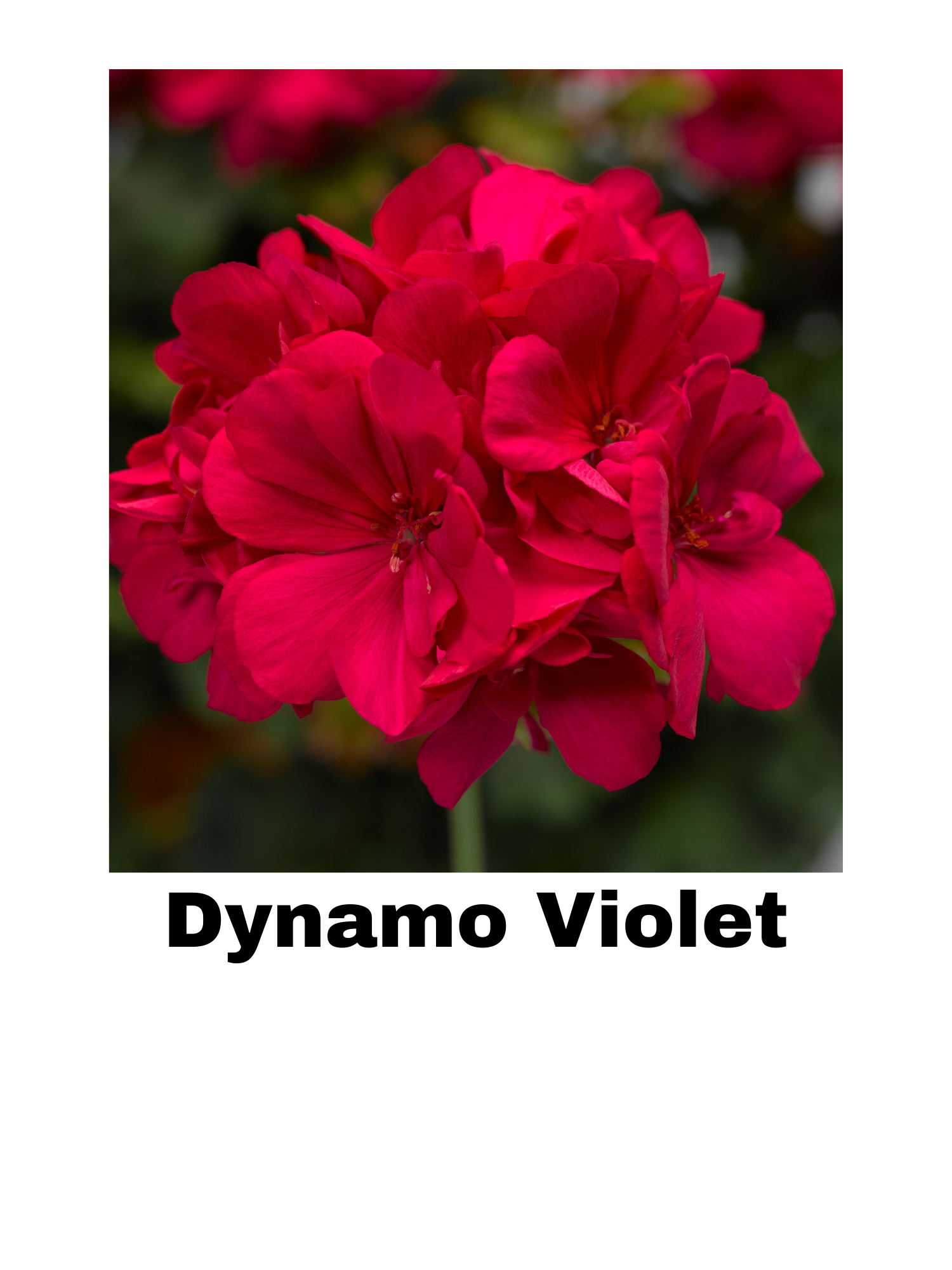 Geranium — A & B Dalrymple's Country Farm Greenhouse