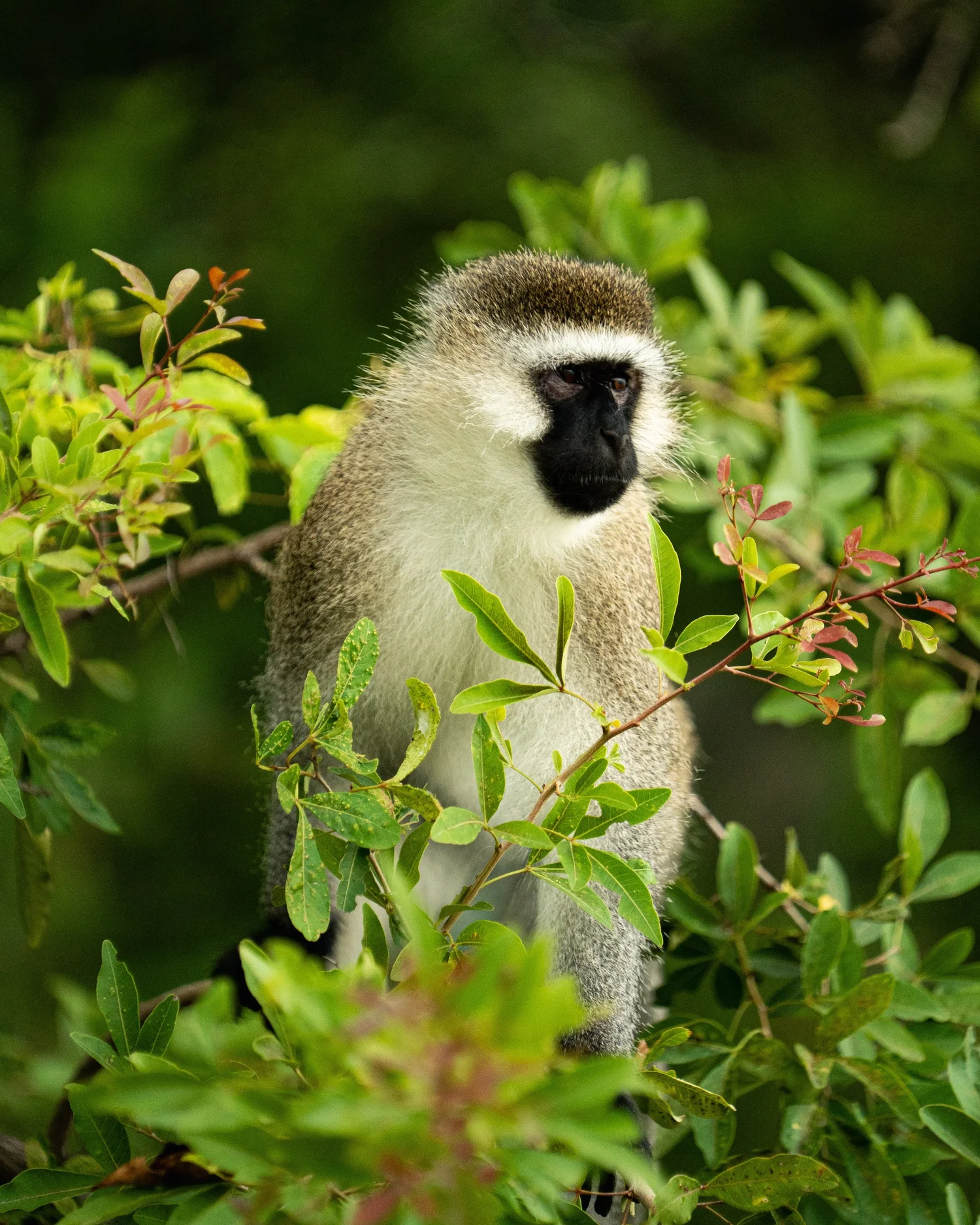 MONKEY.jpeg