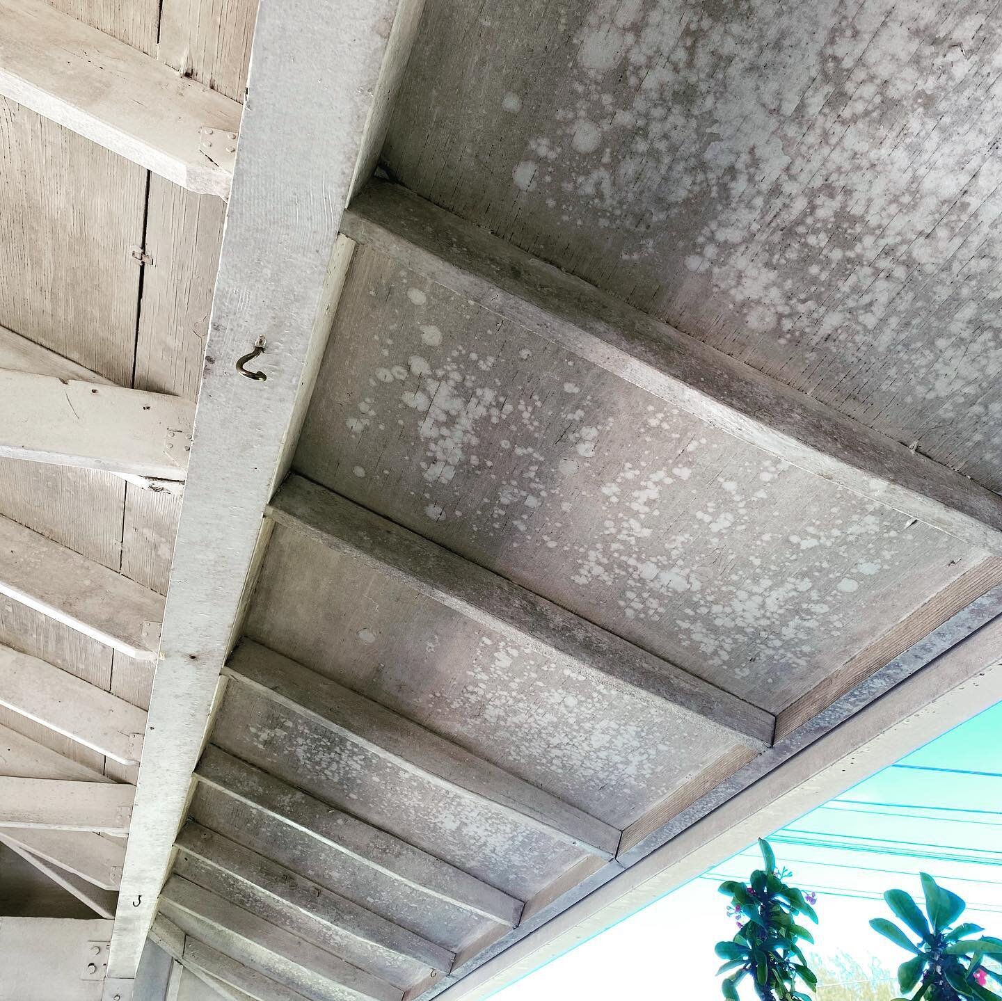Mold and Mildew is a common occurrence here in Hawai&rsquo;i. Not only is it unsightly but it can also be dangerous for those with allergies and respiratory issues. Painting over it is a quick fix, however it won&rsquo;t be long before it shows up ag