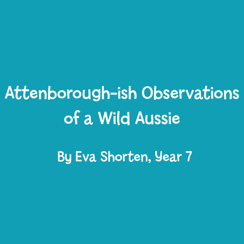 Attenborough-ish Observations of a Wild Aussie