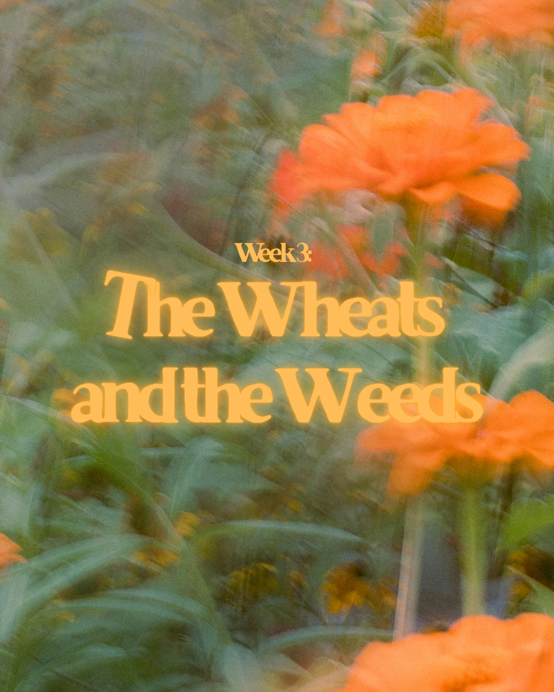 Week 3: The Wheats And The Weeds
