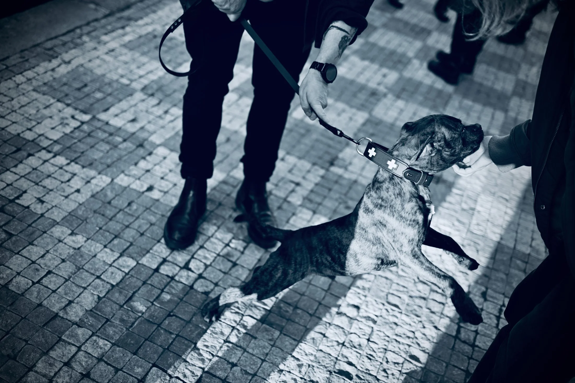 DSC_4548www.frantisekortmann.eu JPG.jpeg