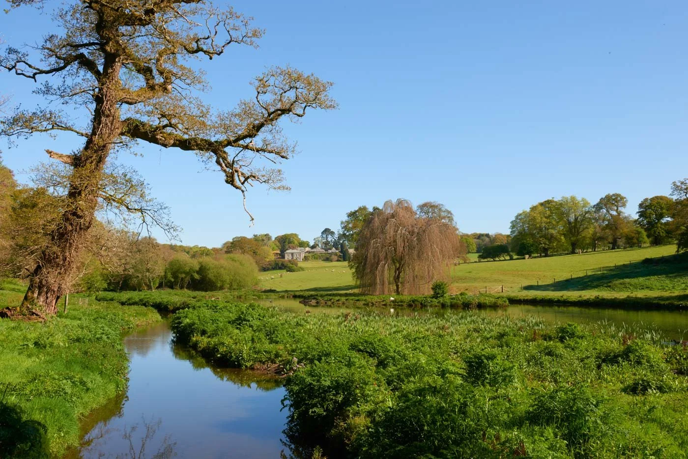 Boconnoc_Gardens_1310 1.jpg