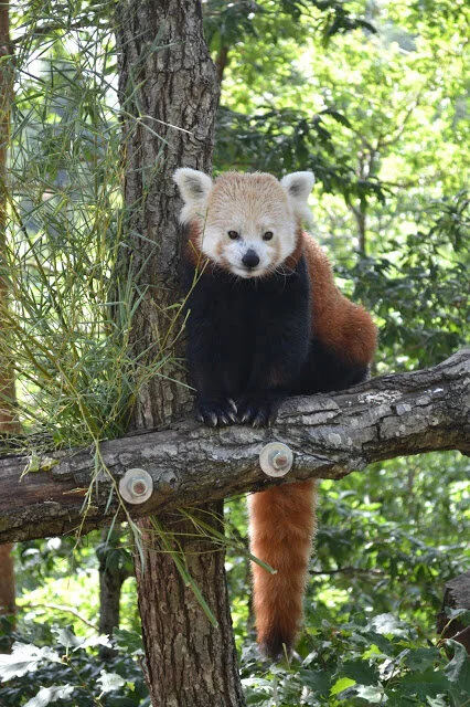 Le Parc animalier d'Auvergne, cette valeur sûre