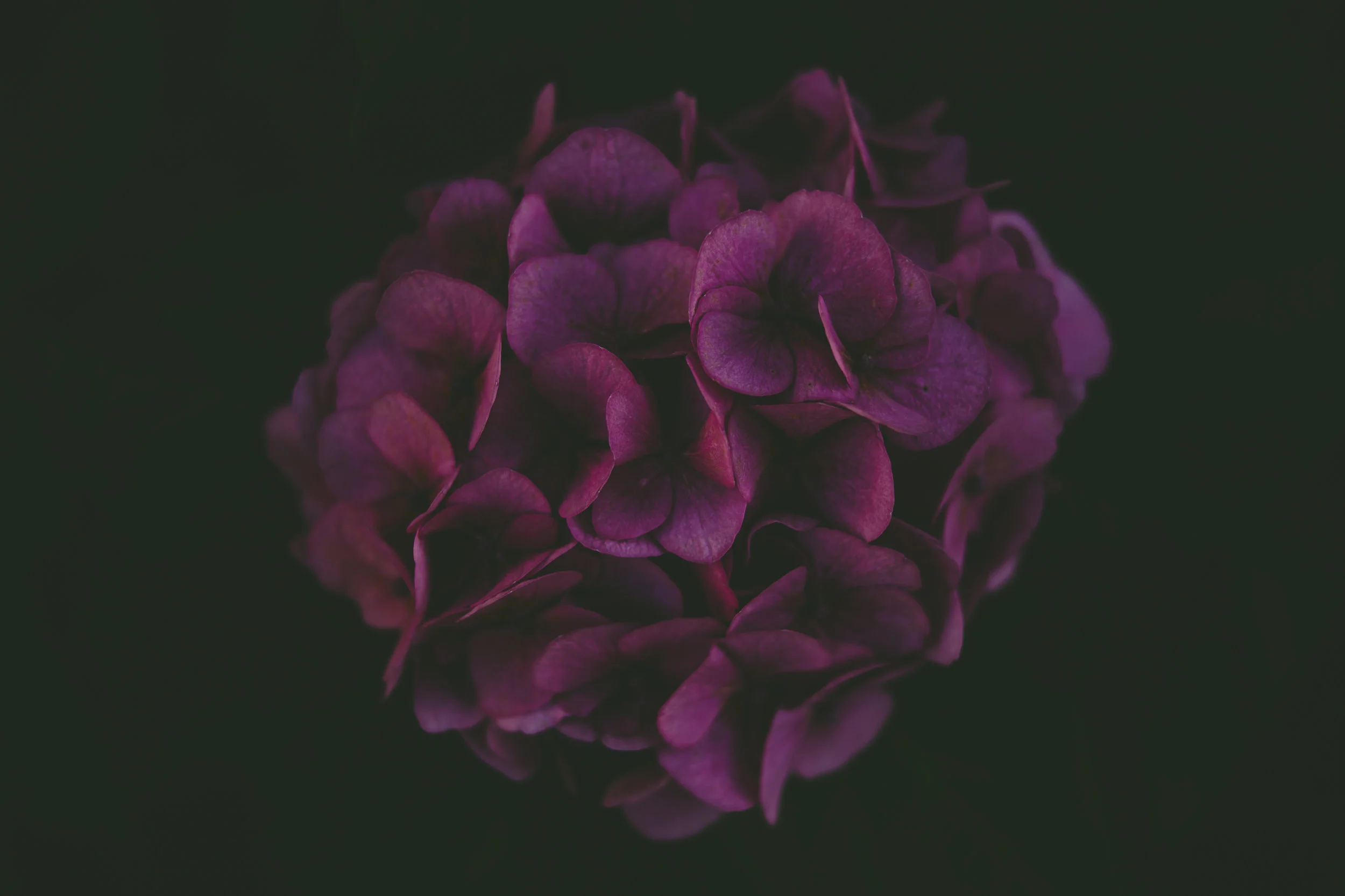 Les fleurs de Bach et moi