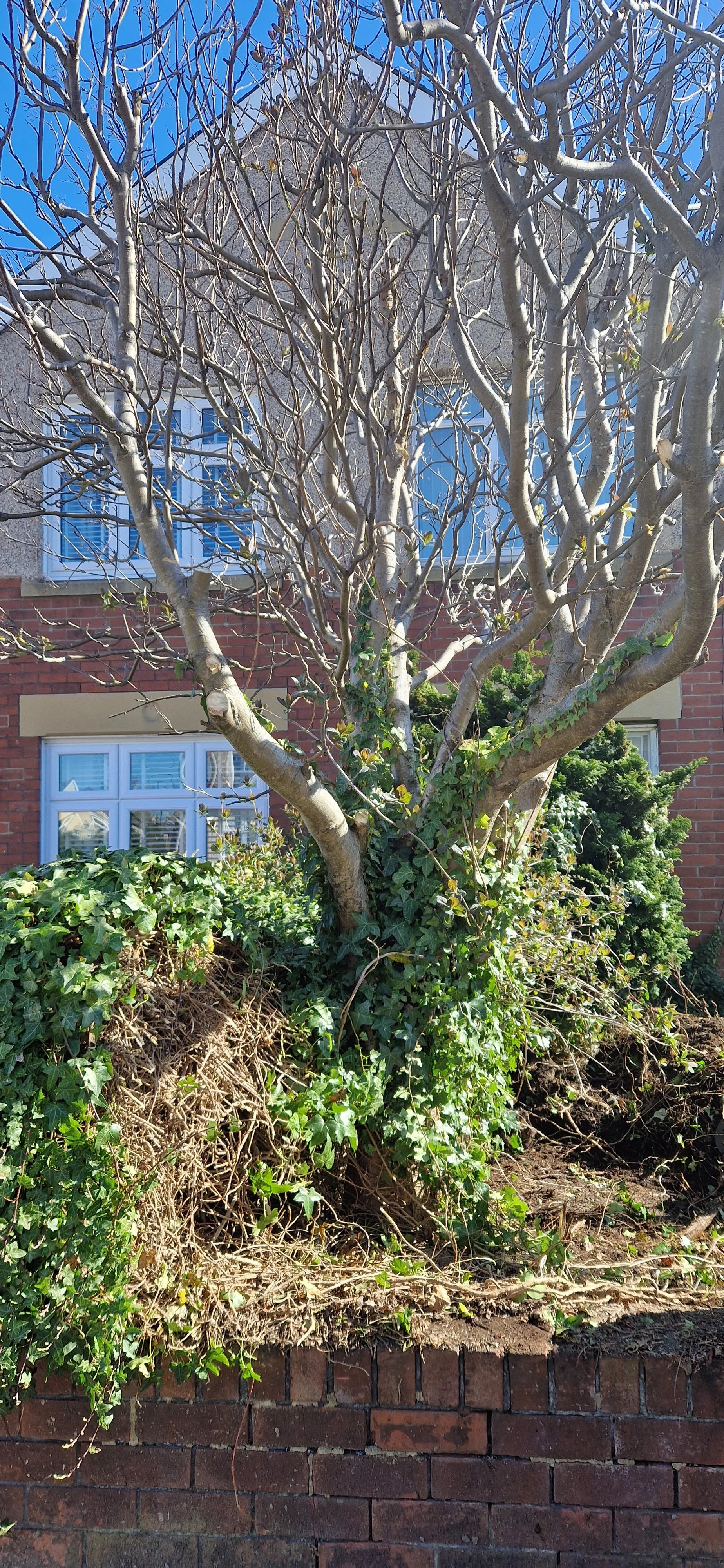 A leafless tree with twisting branches in front of a brick house with white framed windows, surrounded by green ivy and other plants on a garden bed with a brick border.