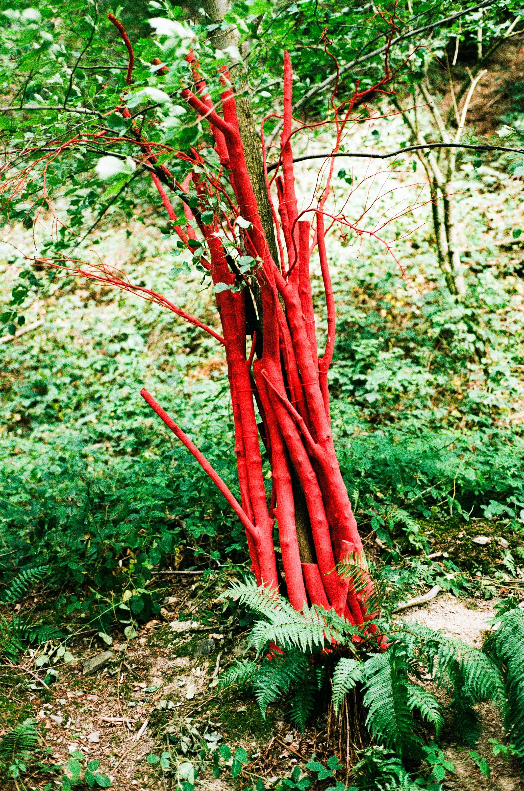 000015270032.jpeg