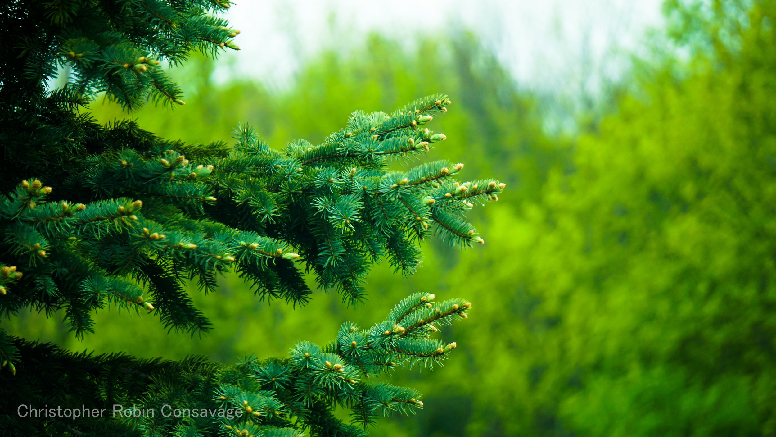Untitled-561.jpg