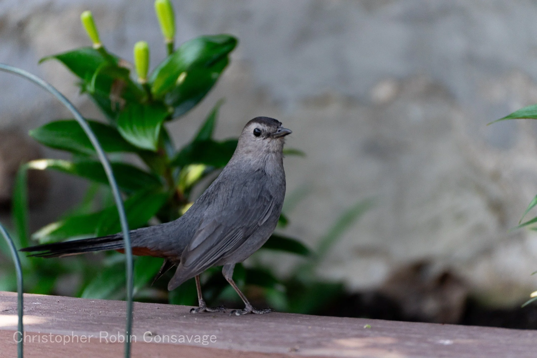 Bird.

#eastonpa #birdphotography #naturephotography #explore