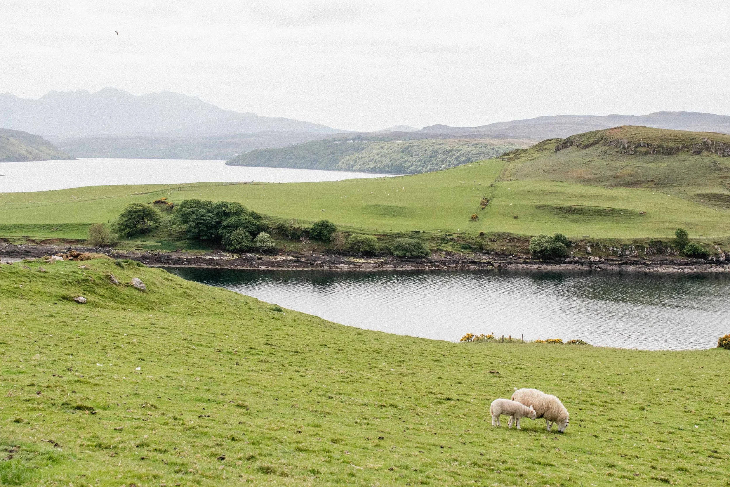 Green rolling hills with a lake in the background, surrounded by trees and distant mountains on the coast of Scotland. In the foreground, two sheep, a mom and baby, graze on the grass.