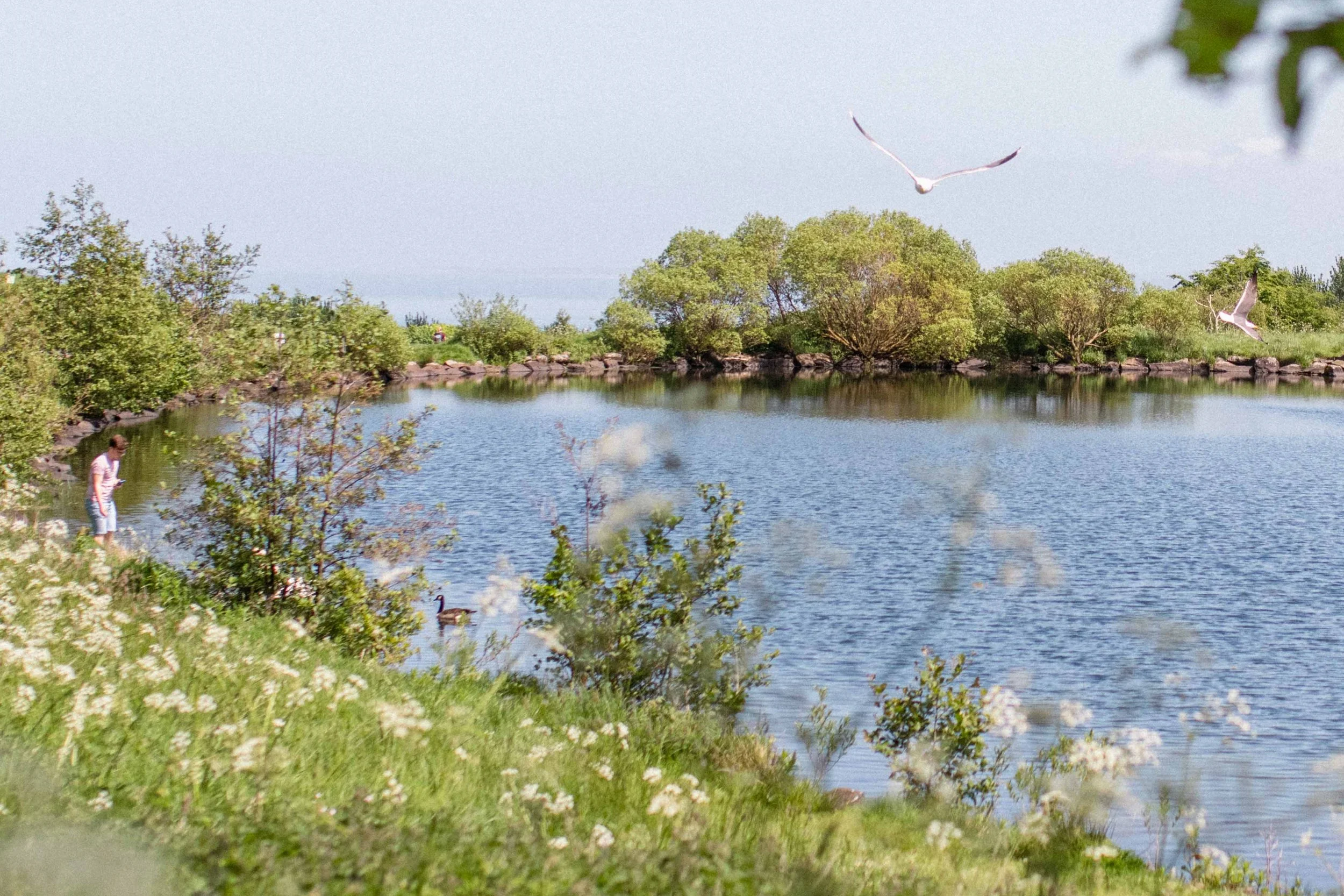 A person is standing by the edge of a small lake with green grass and bushes in the foreground, while two seagulls are flying in the sky, and trees line the opposite side of the water in bright sunlight in Scotland.