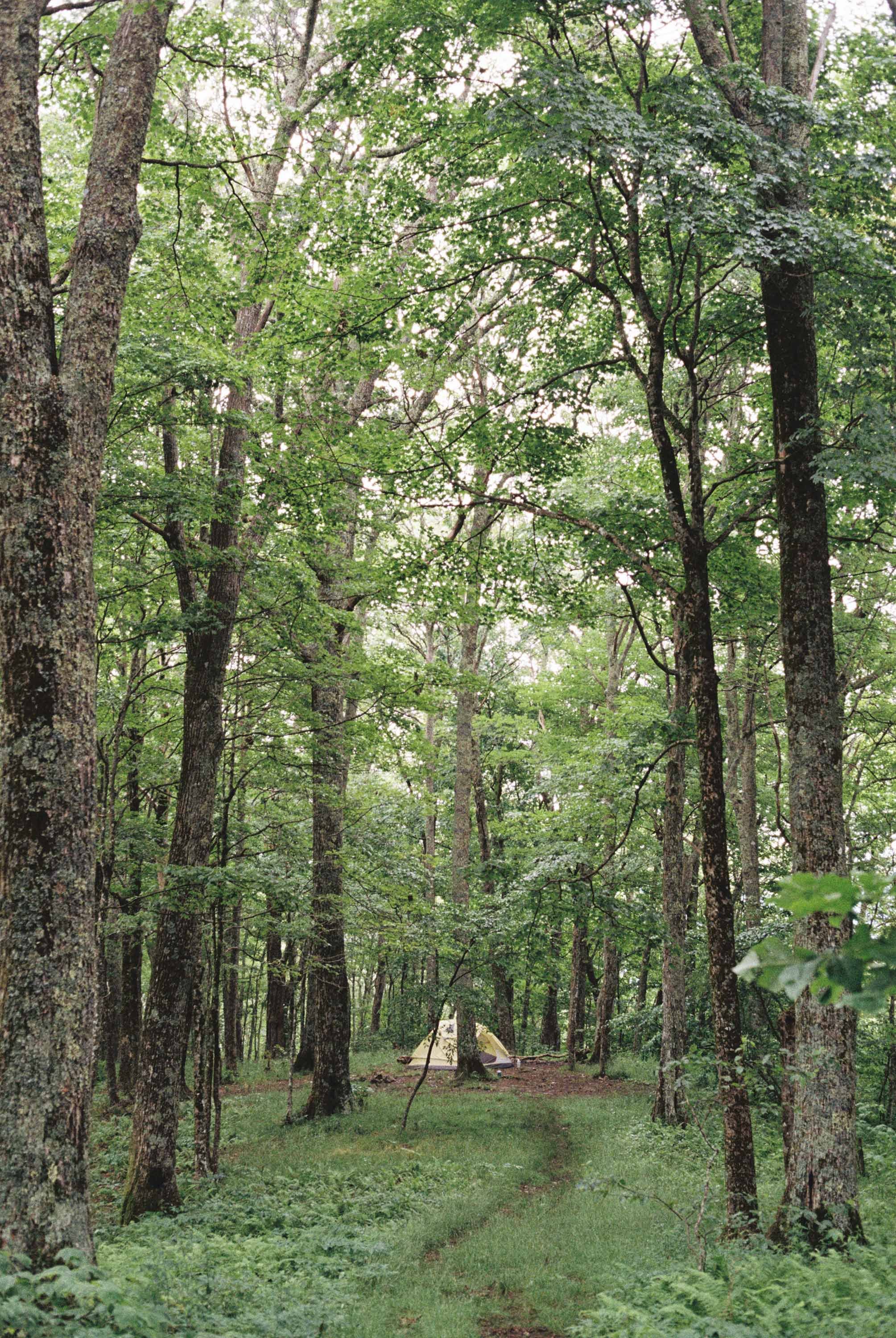 A color film photo of a tent set up in a lush green wooded area with tall trees and dense foliage.